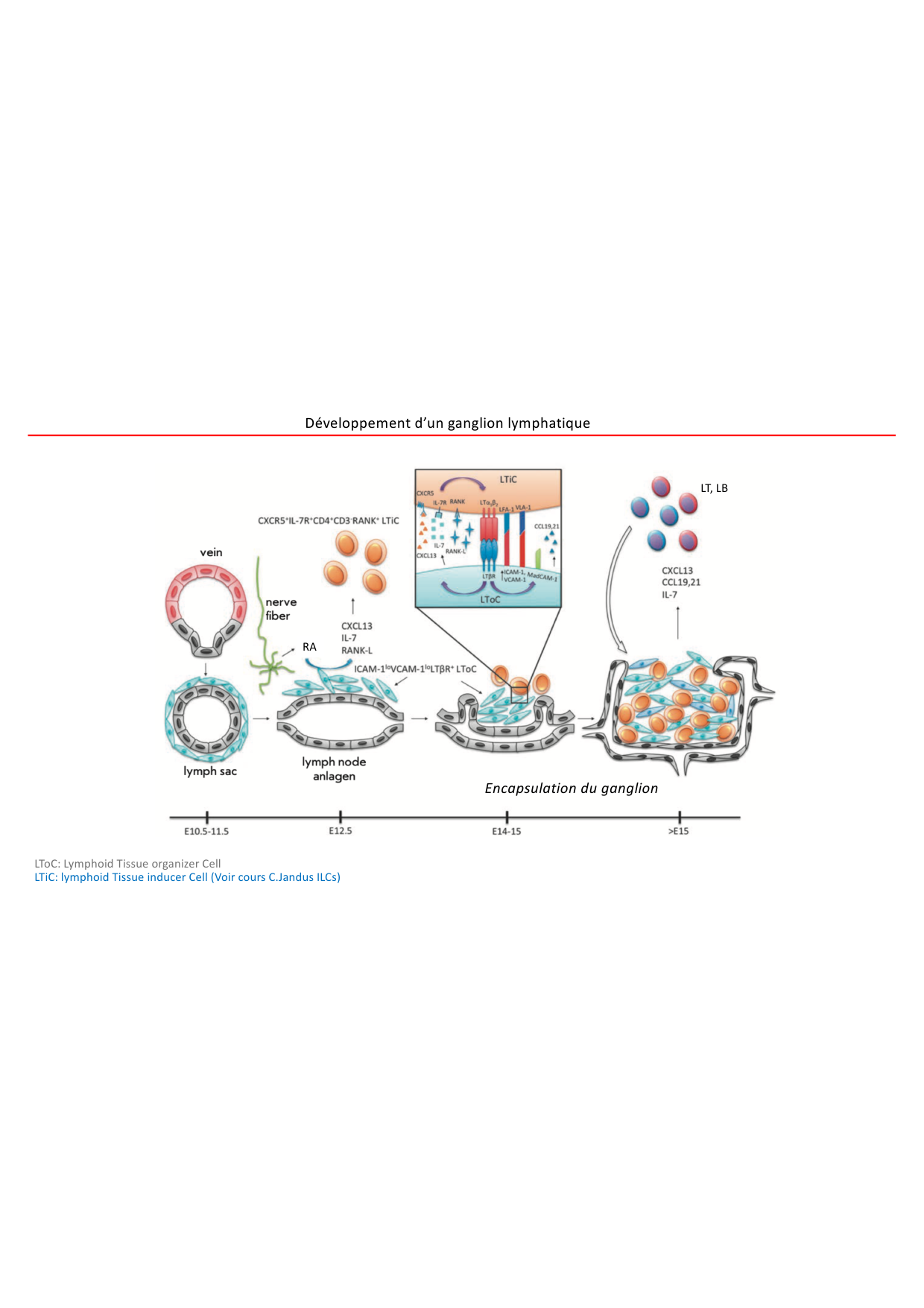Cours1-DevSystImmun2026 page 31