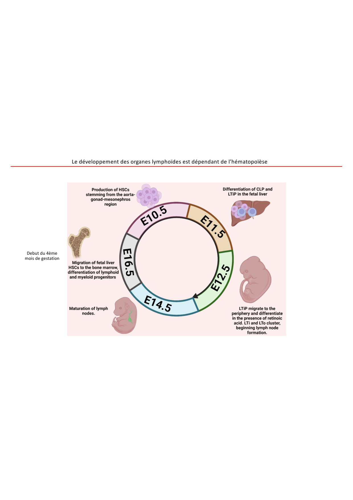 Cours1-DevSystImmun2026 page 32