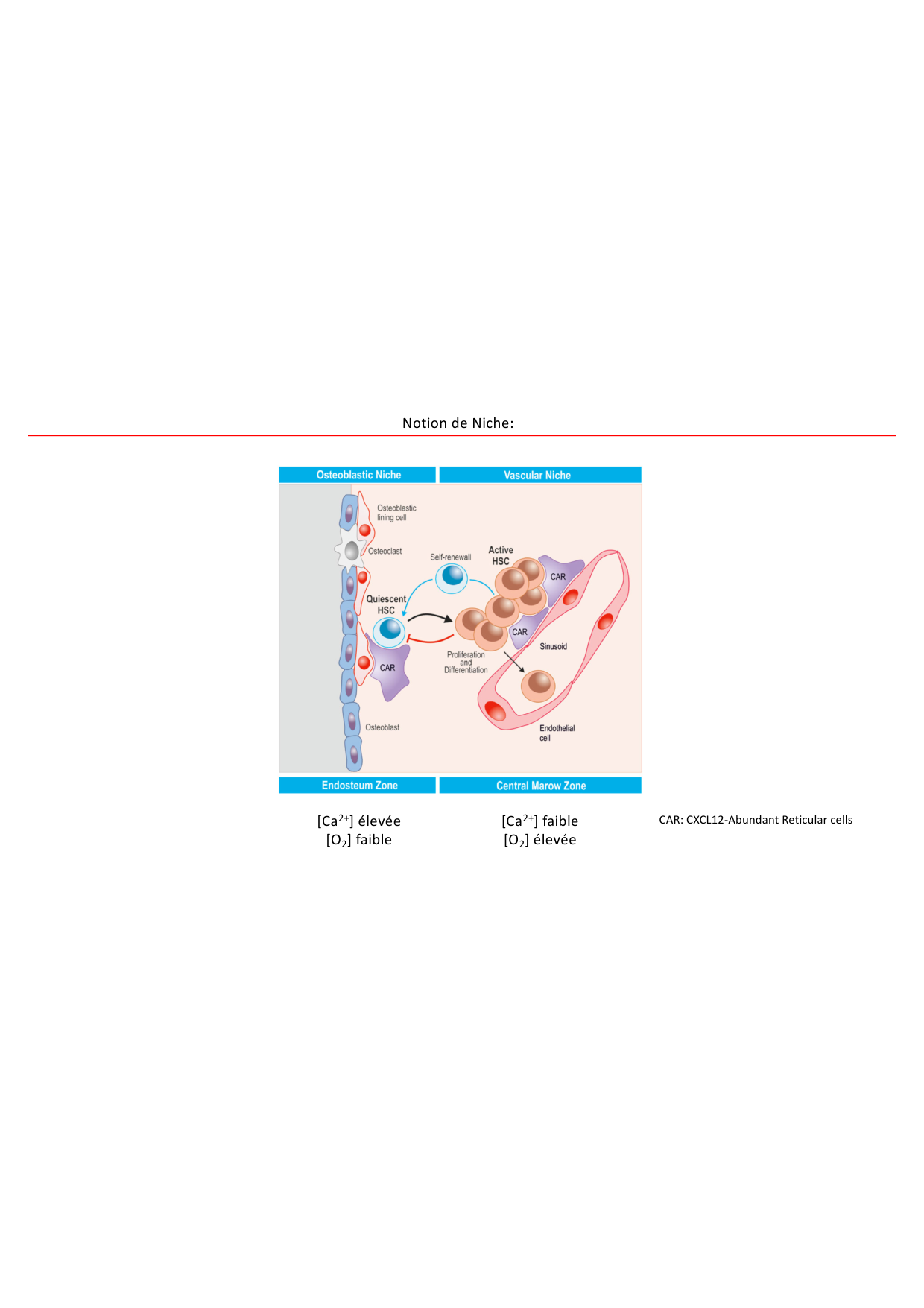 Cours1-DevSystImmun2026 page 38