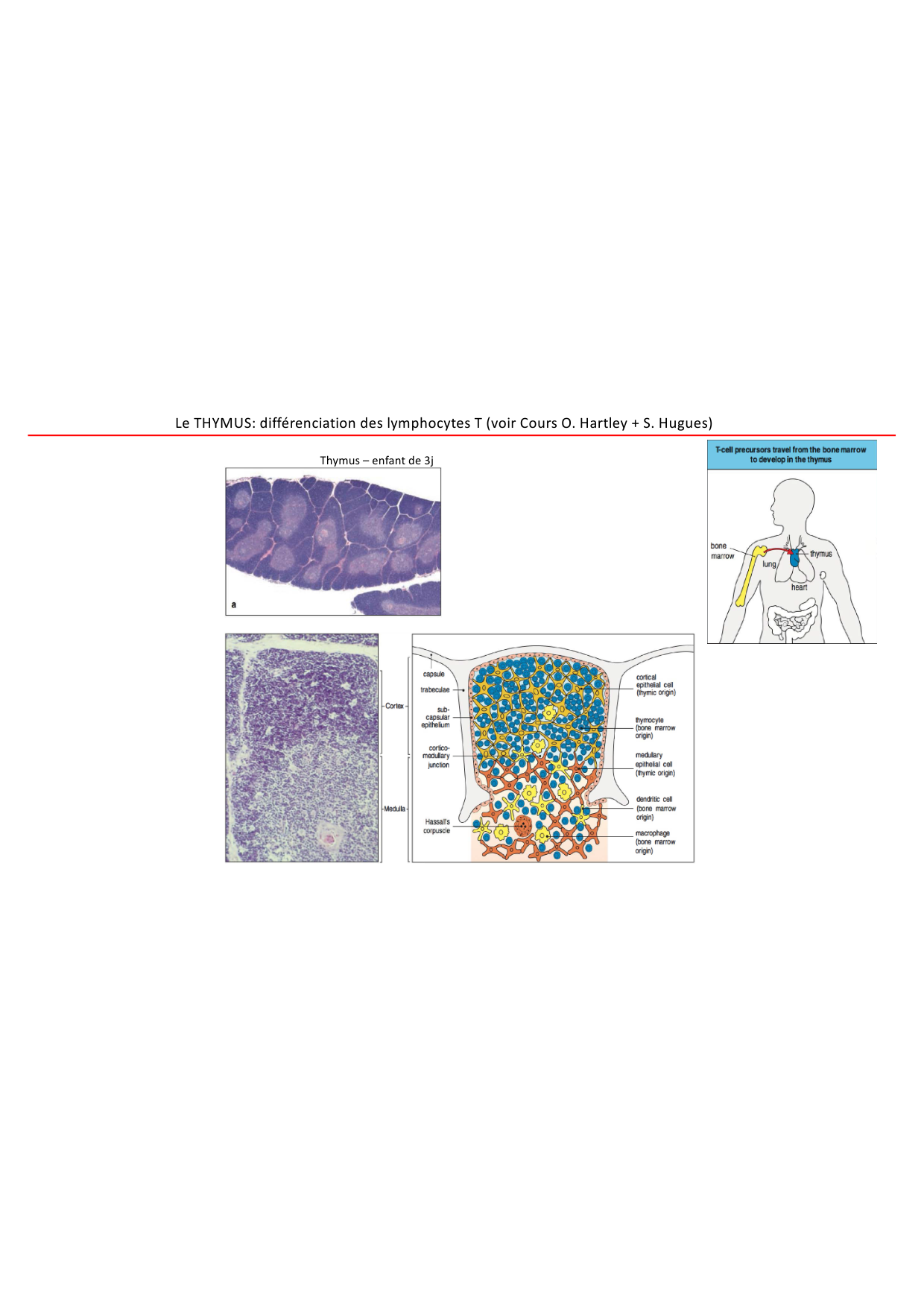 Cours1-DevSystImmun2026 page 39