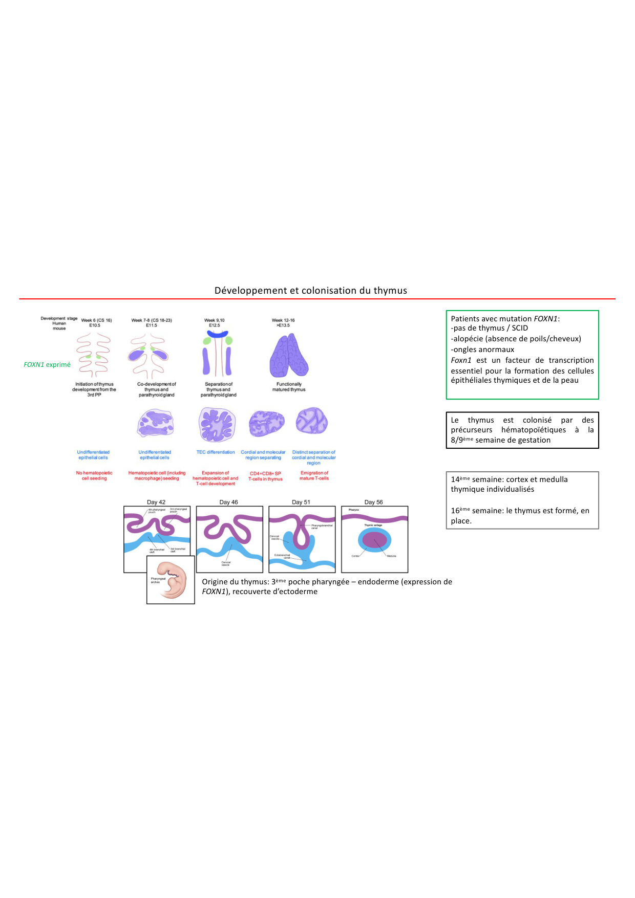 Cours1-DevSystImmun2026 page 40