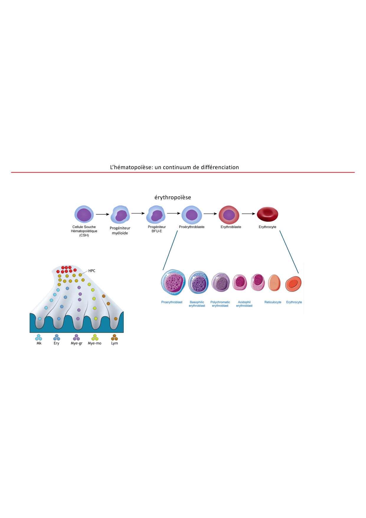 Cours1-DevSystImmun2026 page 44