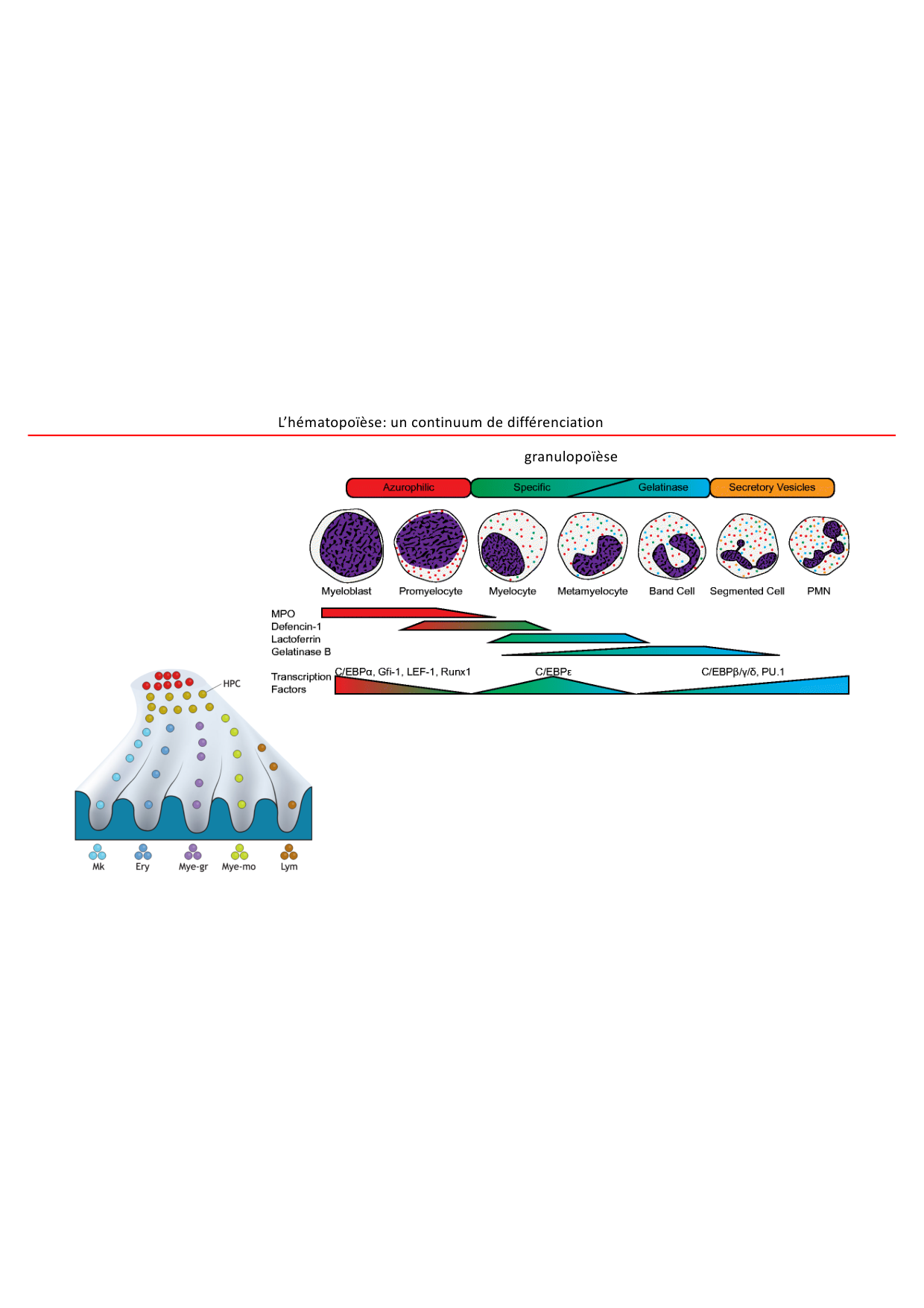 Cours1-DevSystImmun2026 page 45