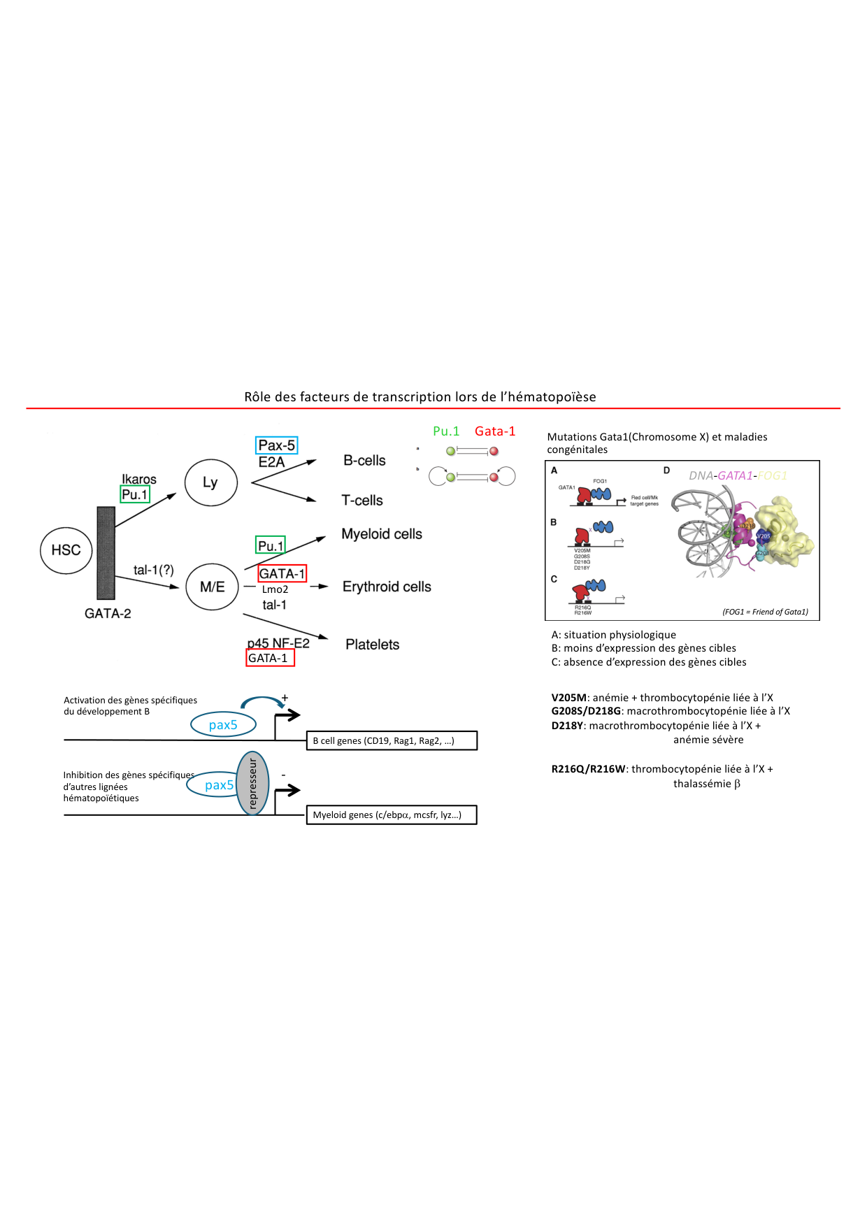 Cours1-DevSystImmun2026 page 46