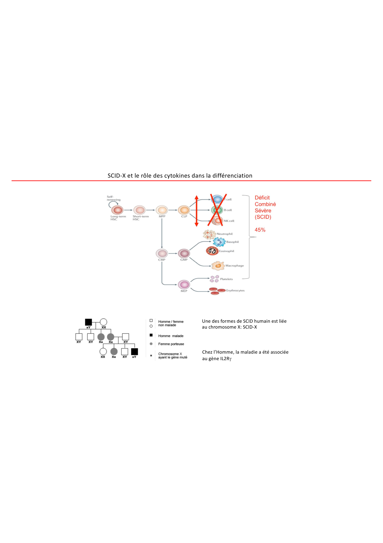 Cours1-DevSystImmun2026 page 47
