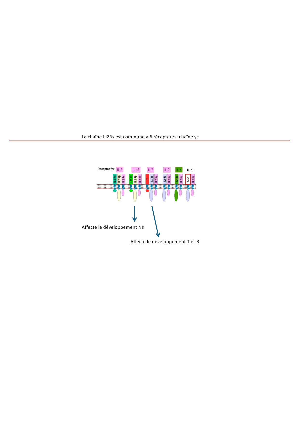 Cours1-DevSystImmun2026 page 49