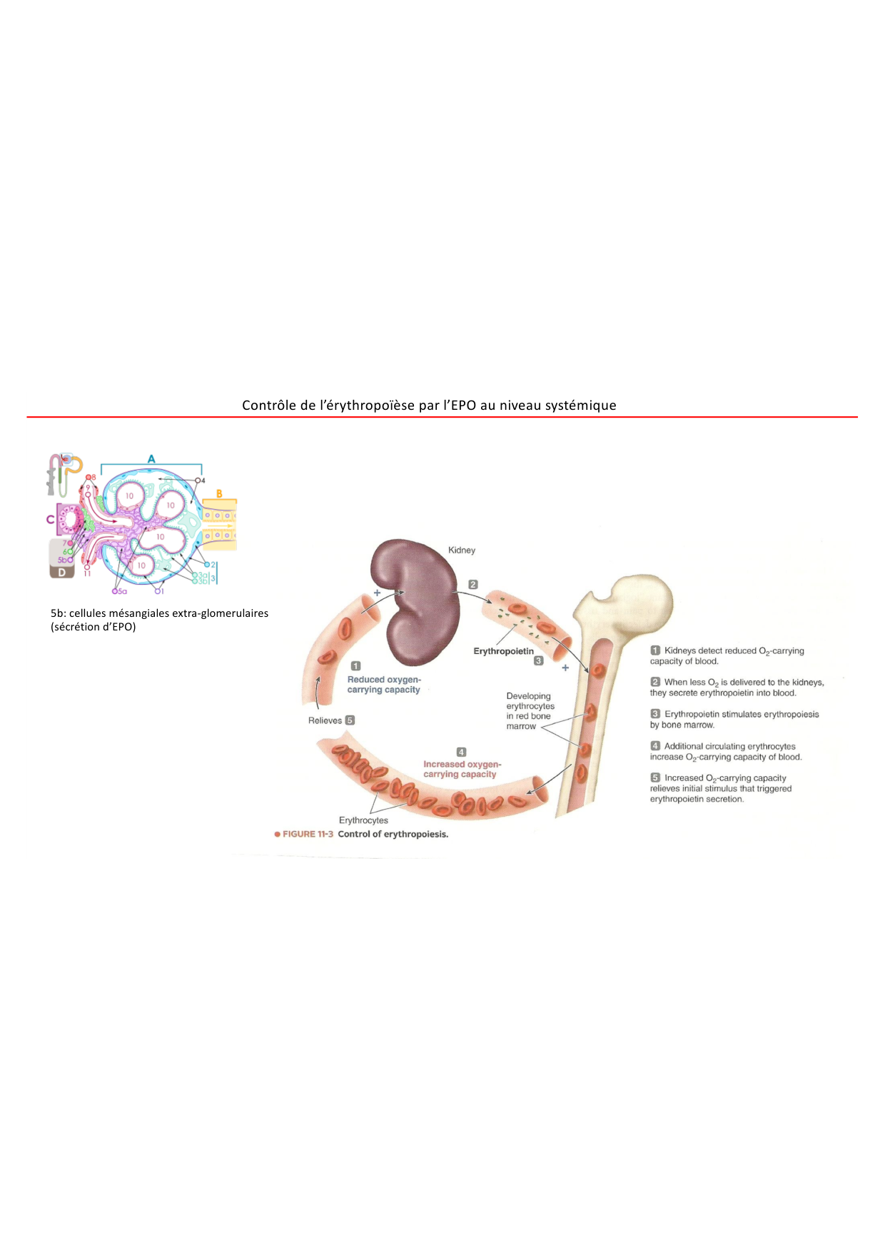Cours1-DevSystImmun2026 page 51