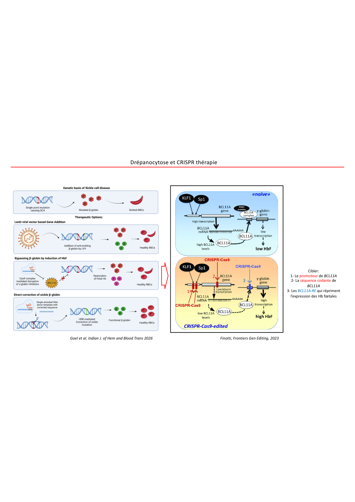 Cours1-DevSystImmun2026 page 58