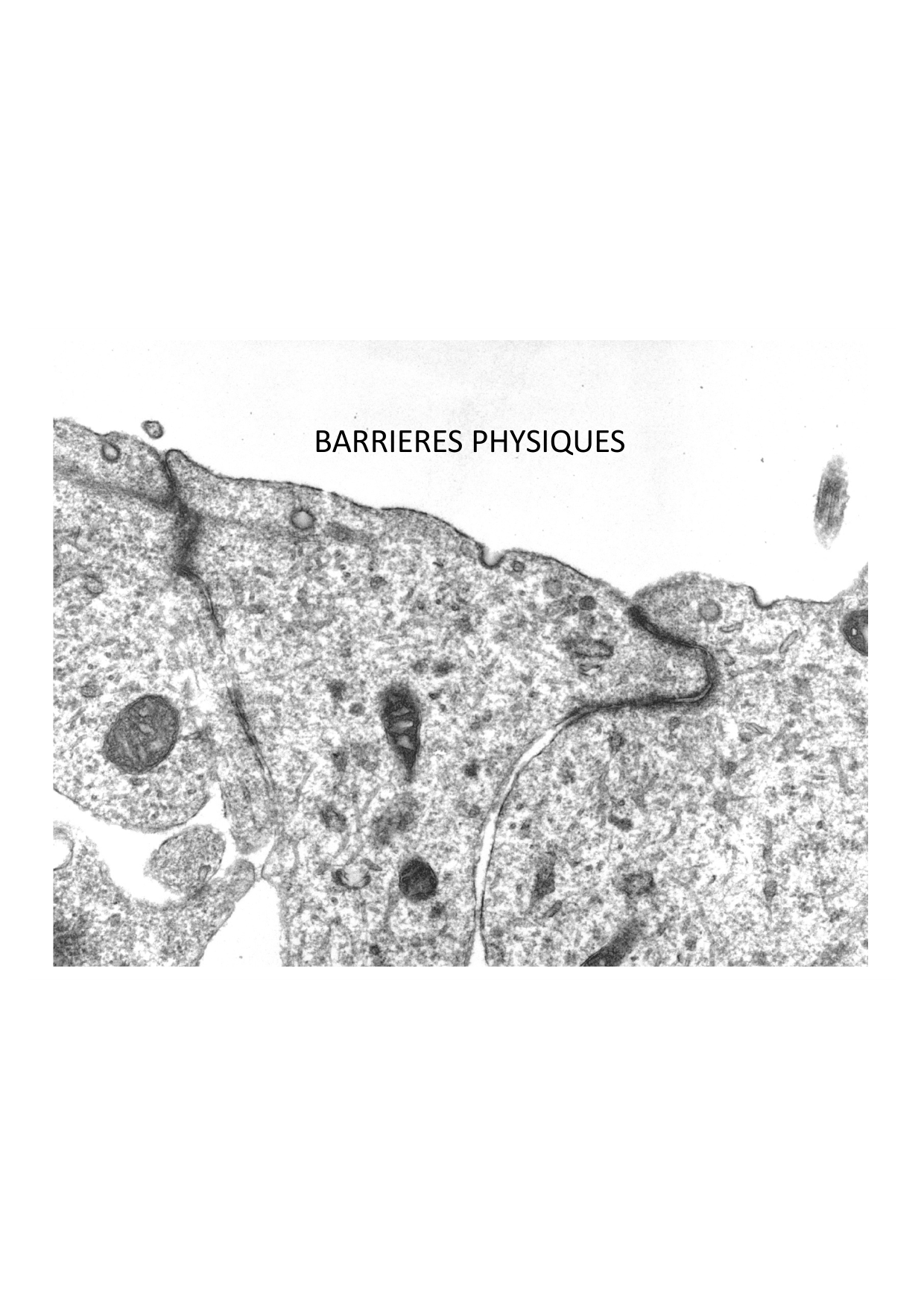 Cours2-ImmuniteInnee2026 page 4
