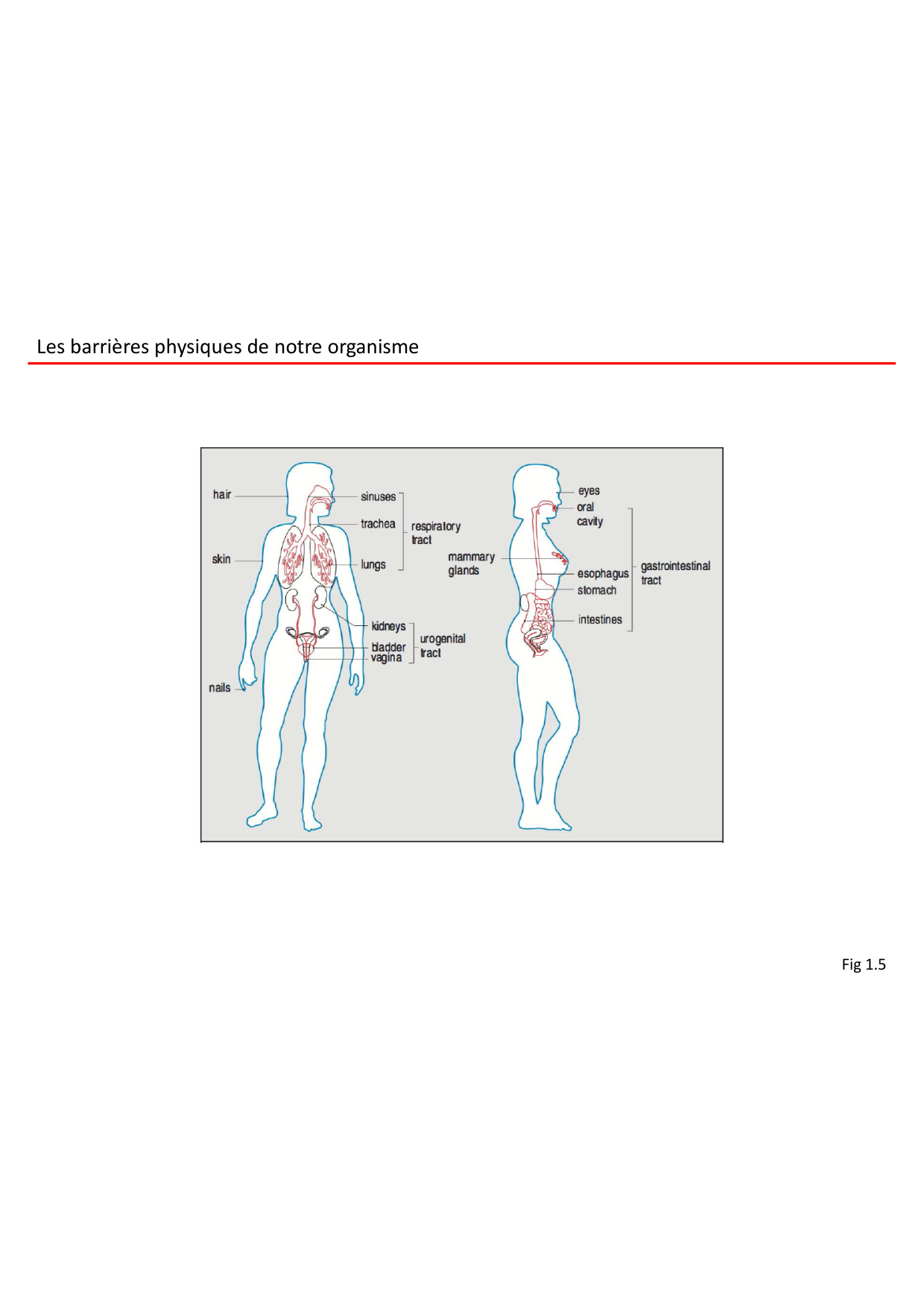 Cours2-ImmuniteInnee2026 page 5