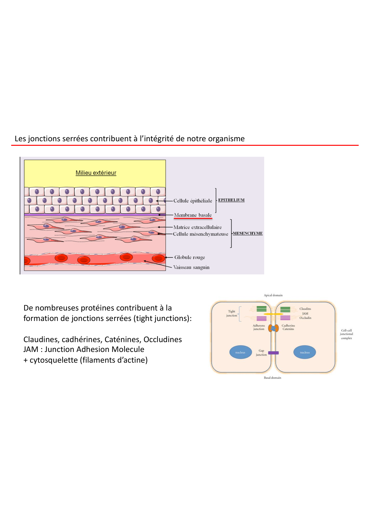 Cours2-ImmuniteInnee2026 page 6