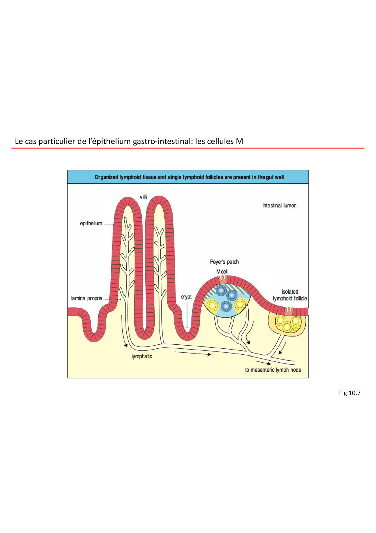 Cours2-ImmuniteInnee2026 page 8