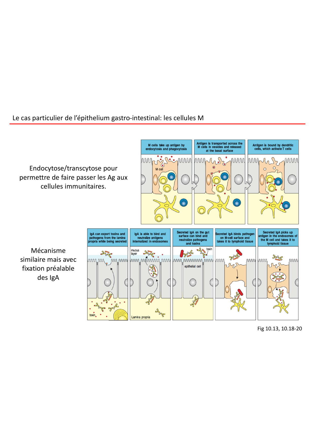 Cours2-ImmuniteInnee2026 page 9