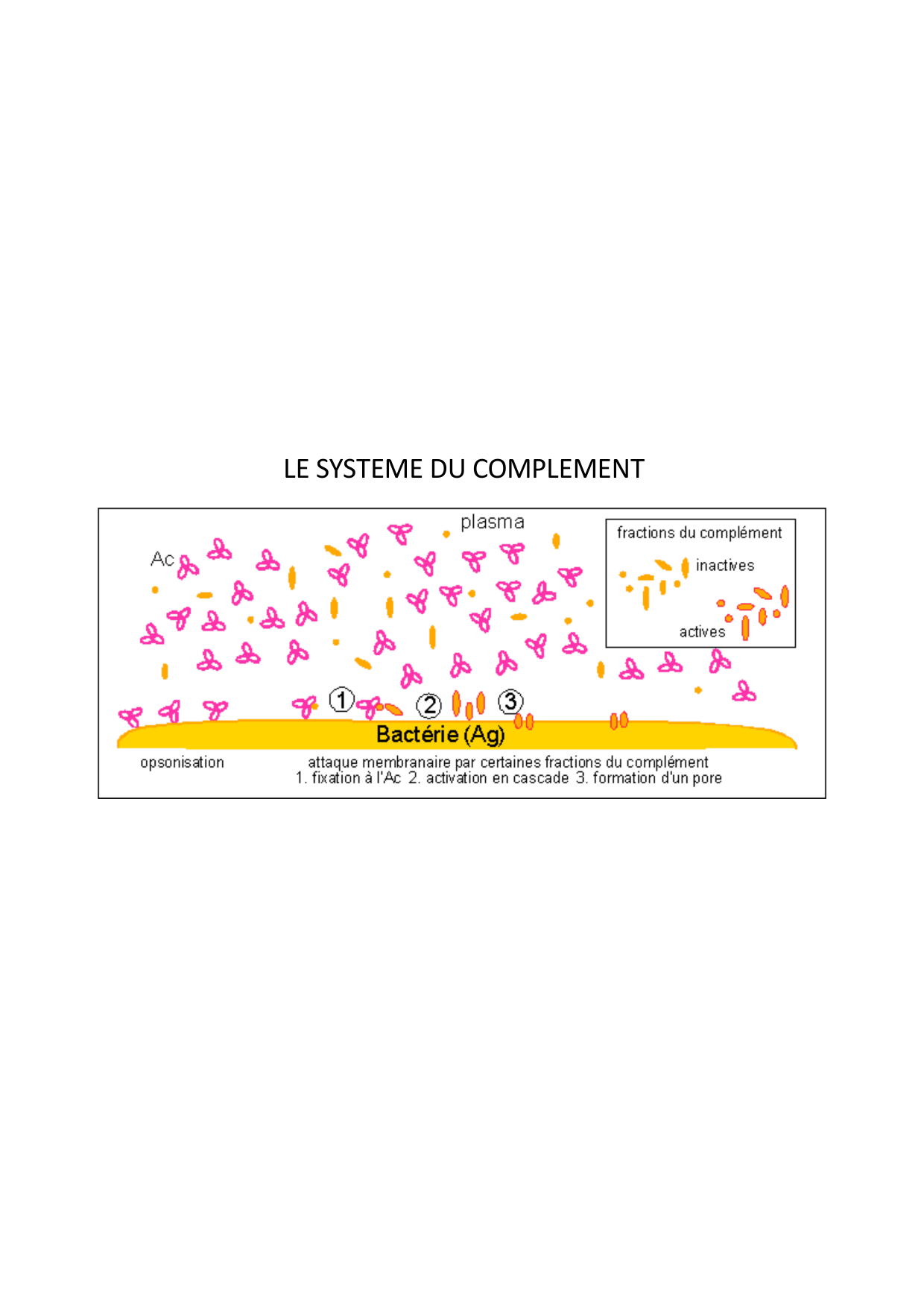 Cours2-ImmuniteInnee2026 page 11