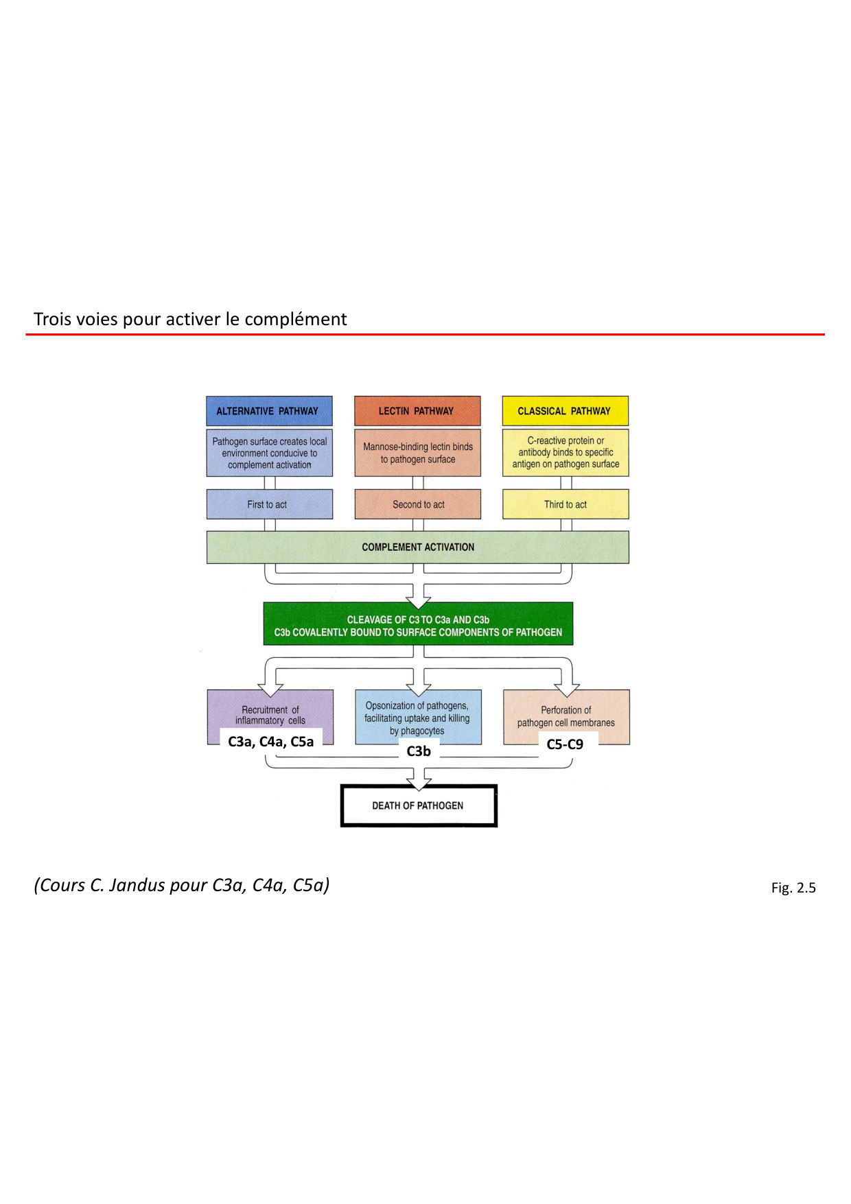 Cours2-ImmuniteInnee2026 page 12