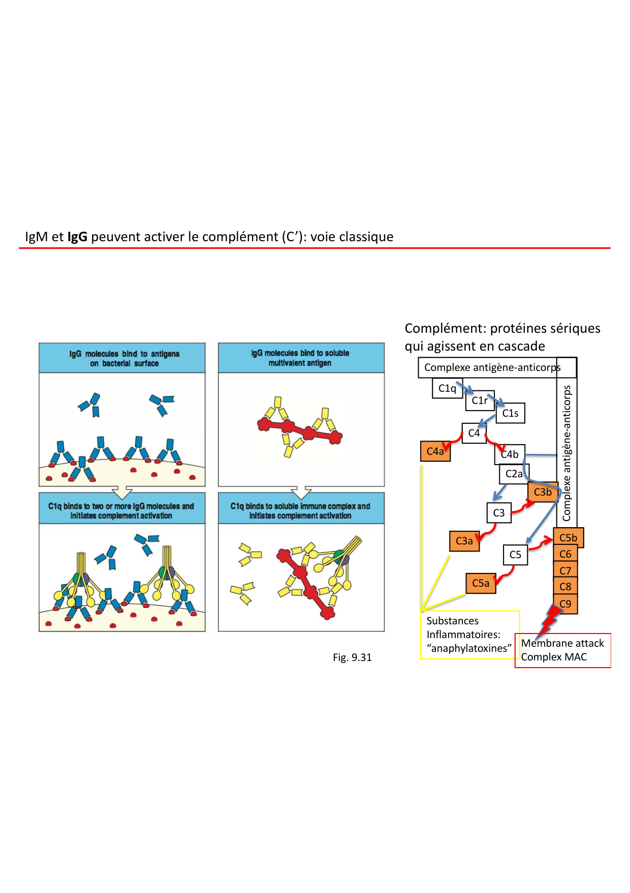 Cours2-ImmuniteInnee2026 page 13