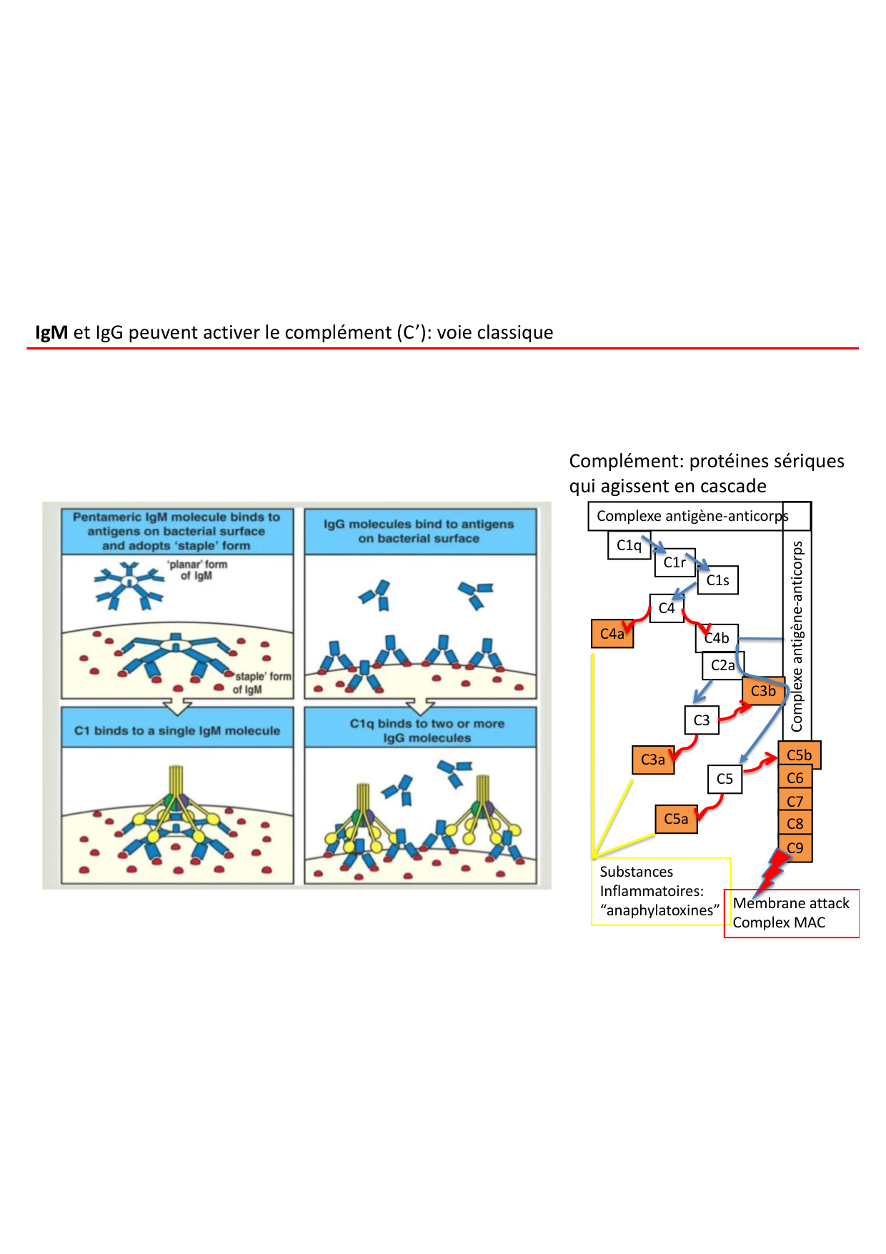 Cours2-ImmuniteInnee2026 page 14
