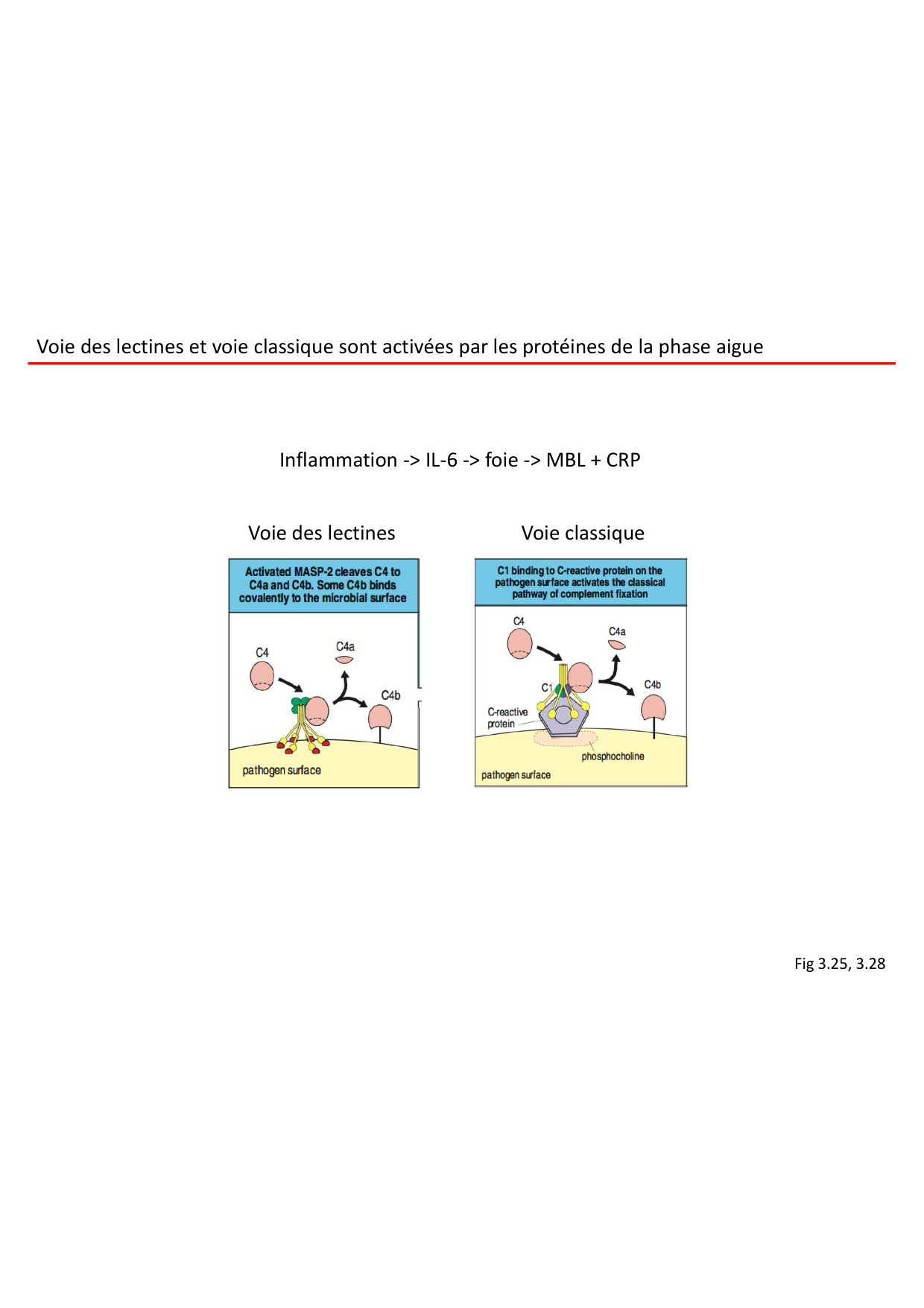 Cours2-ImmuniteInnee2026 page 15