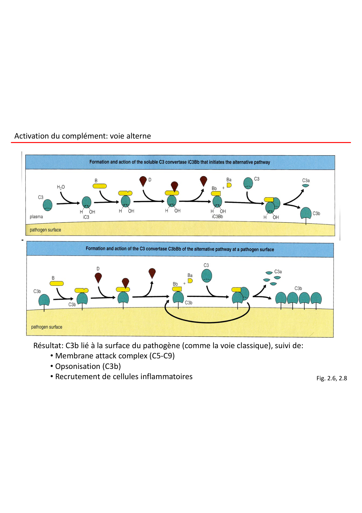 Cours2-ImmuniteInnee2026 page 16