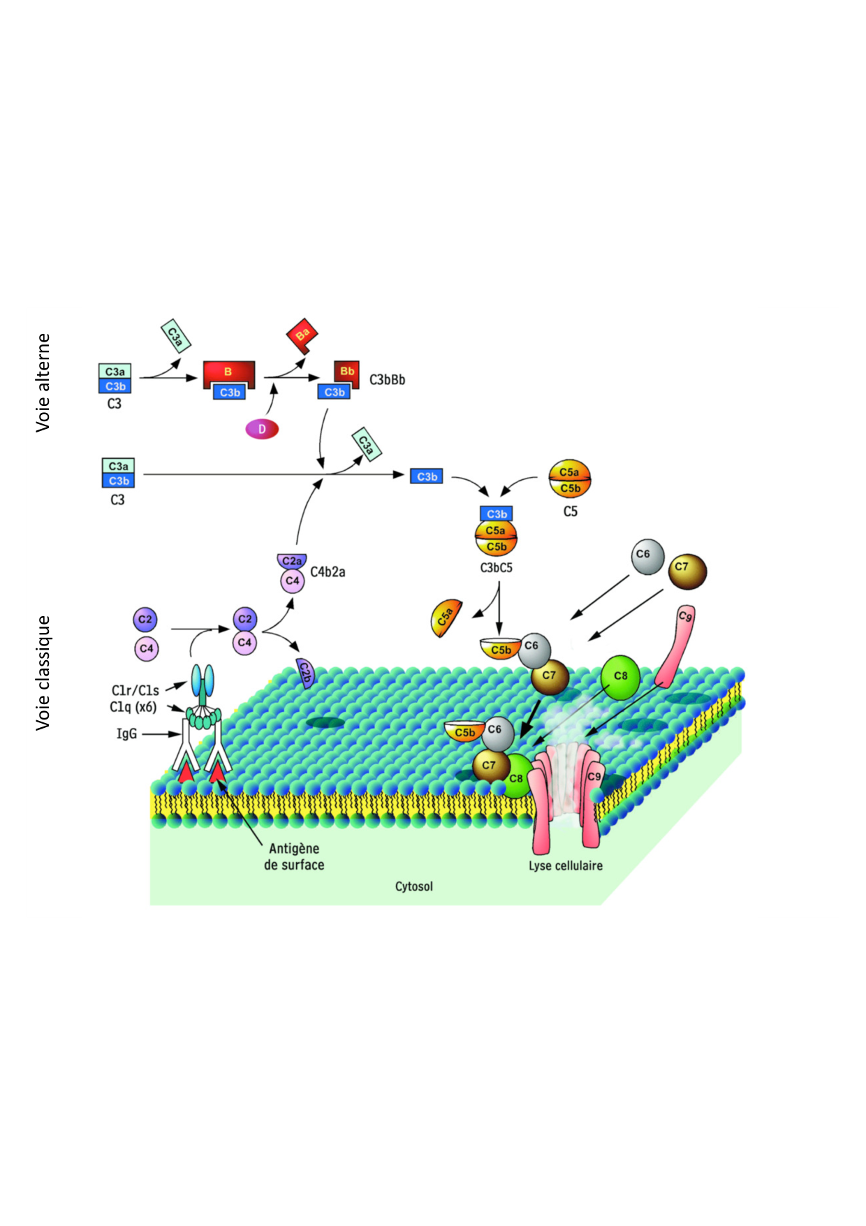 Cours2-ImmuniteInnee2026 page 17