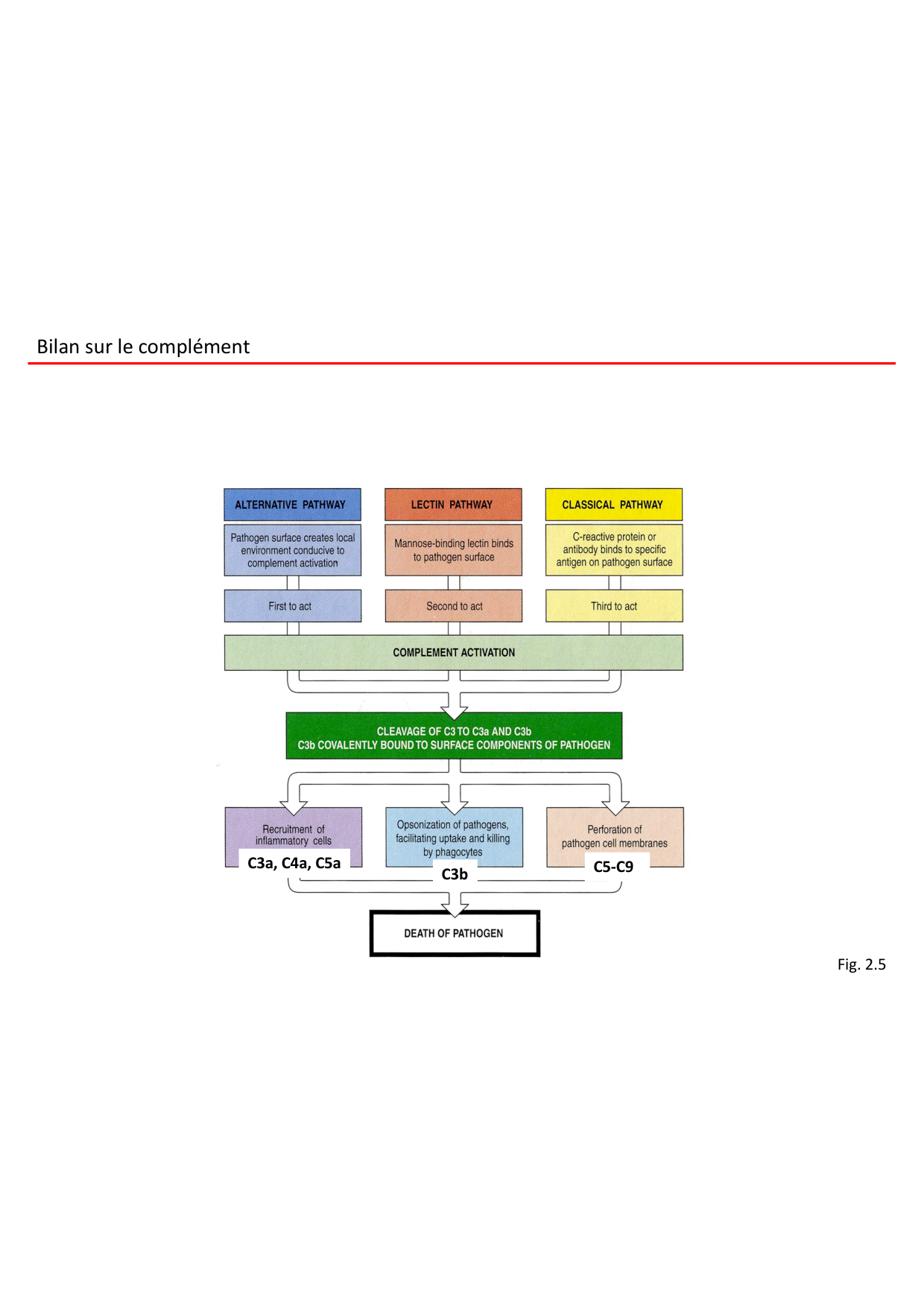 Cours2-ImmuniteInnee2026 page 18