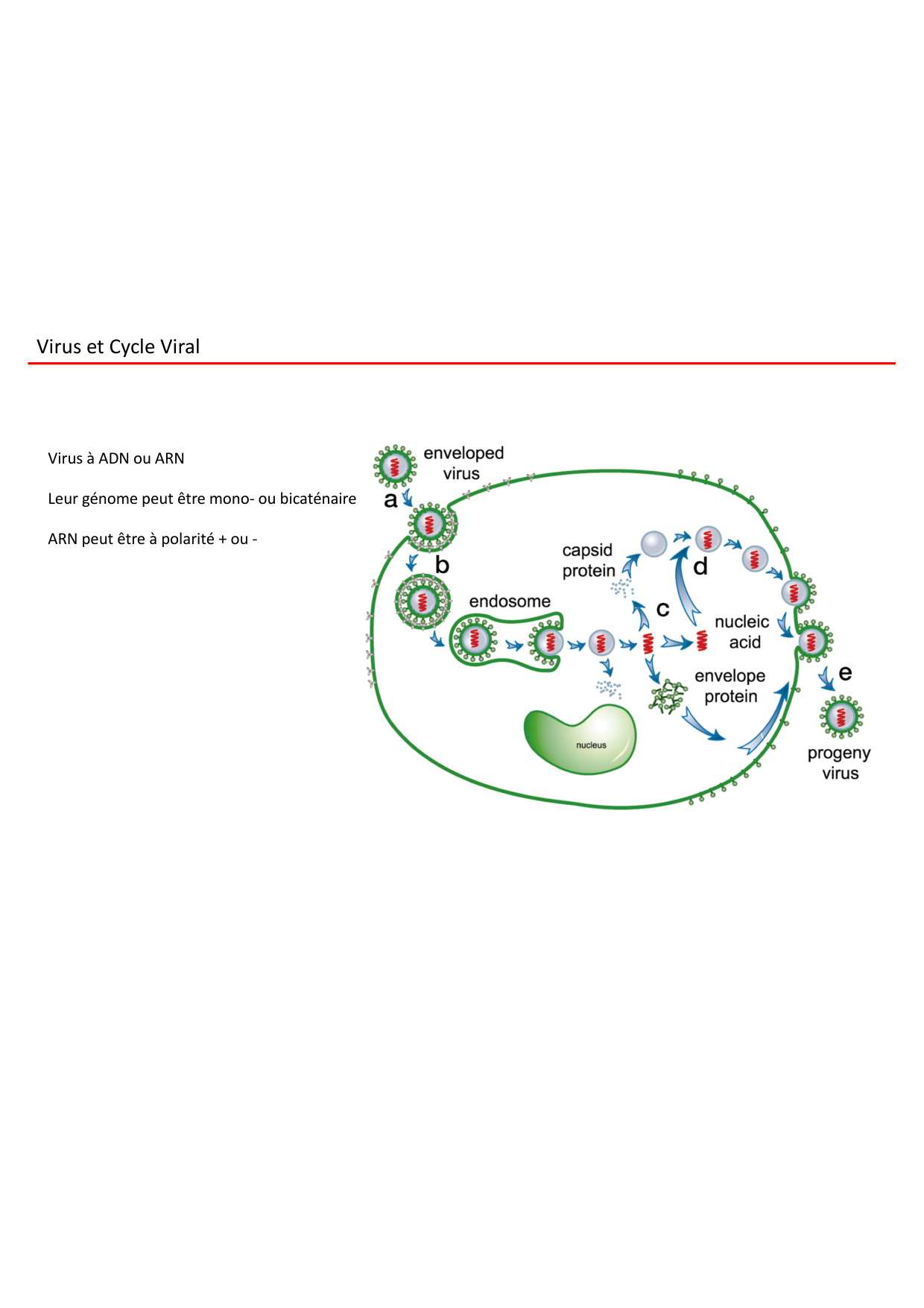 Cours2-ImmuniteInnee2026 page 20