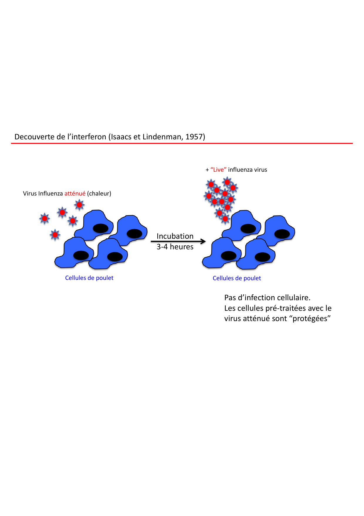 Cours2-ImmuniteInnee2026 page 22
