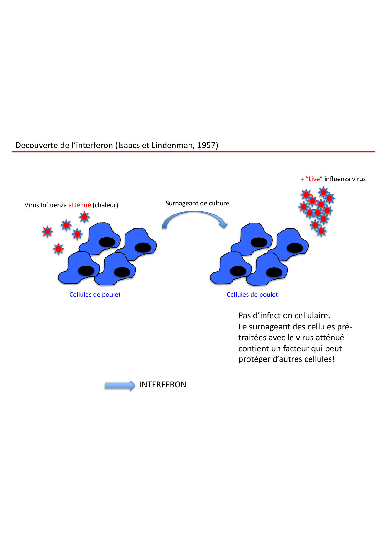 Cours2-ImmuniteInnee2026 page 23