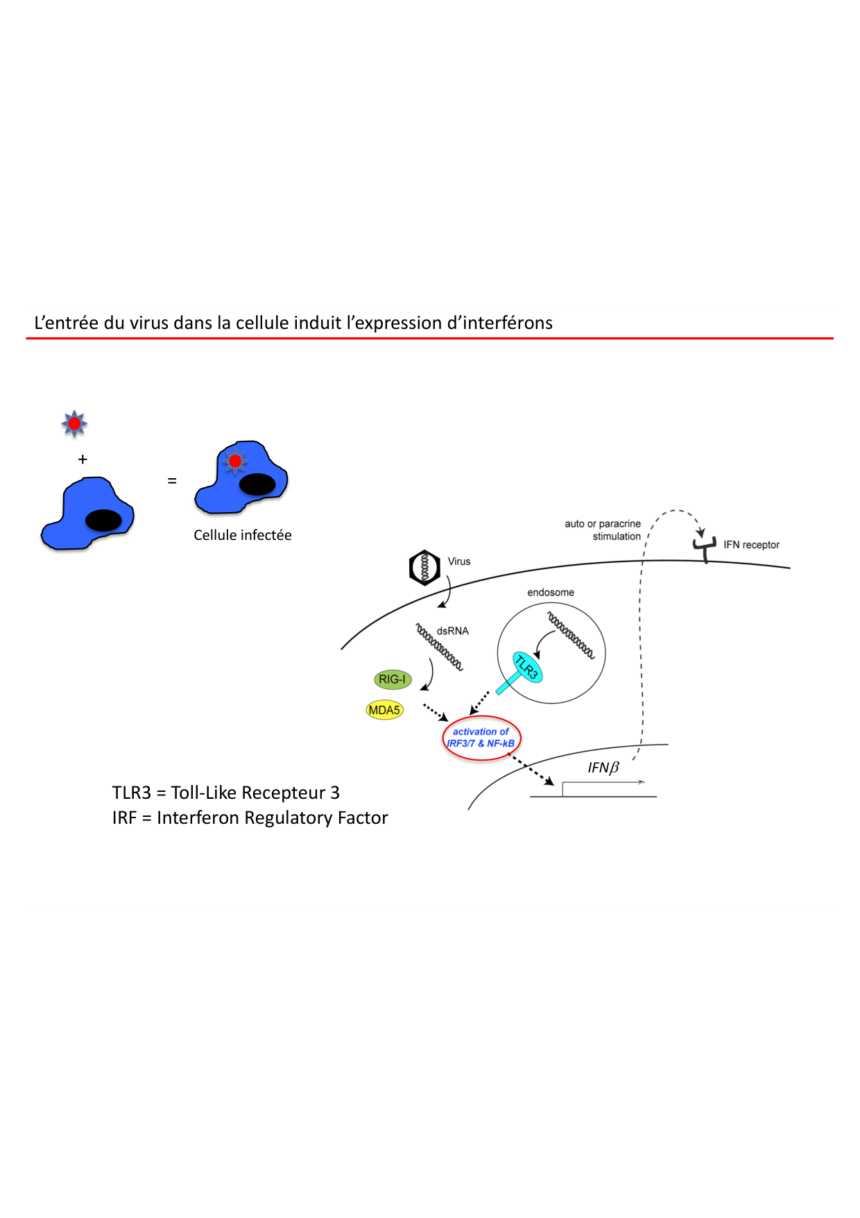 Cours2-ImmuniteInnee2026 page 25