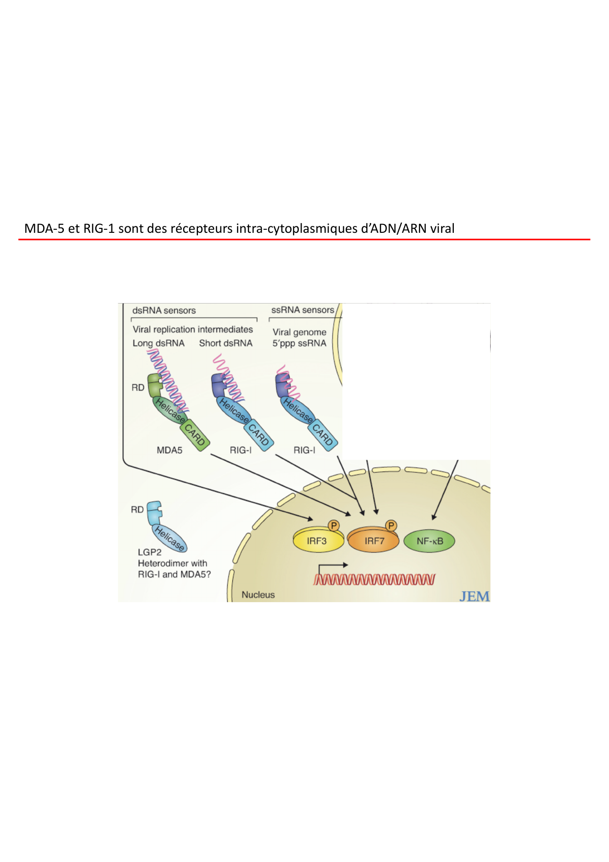 Cours2-ImmuniteInnee2026 page 26