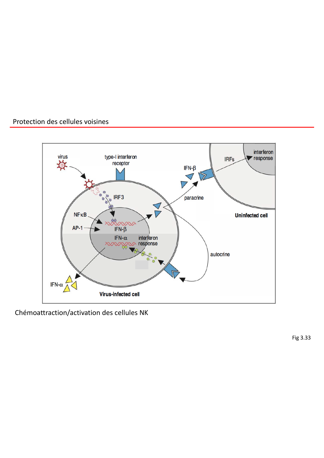 Cours2-ImmuniteInnee2026 page 27
