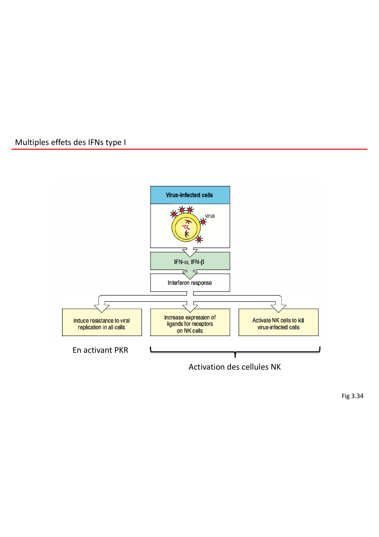 Cours2-ImmuniteInnee2026 page 29