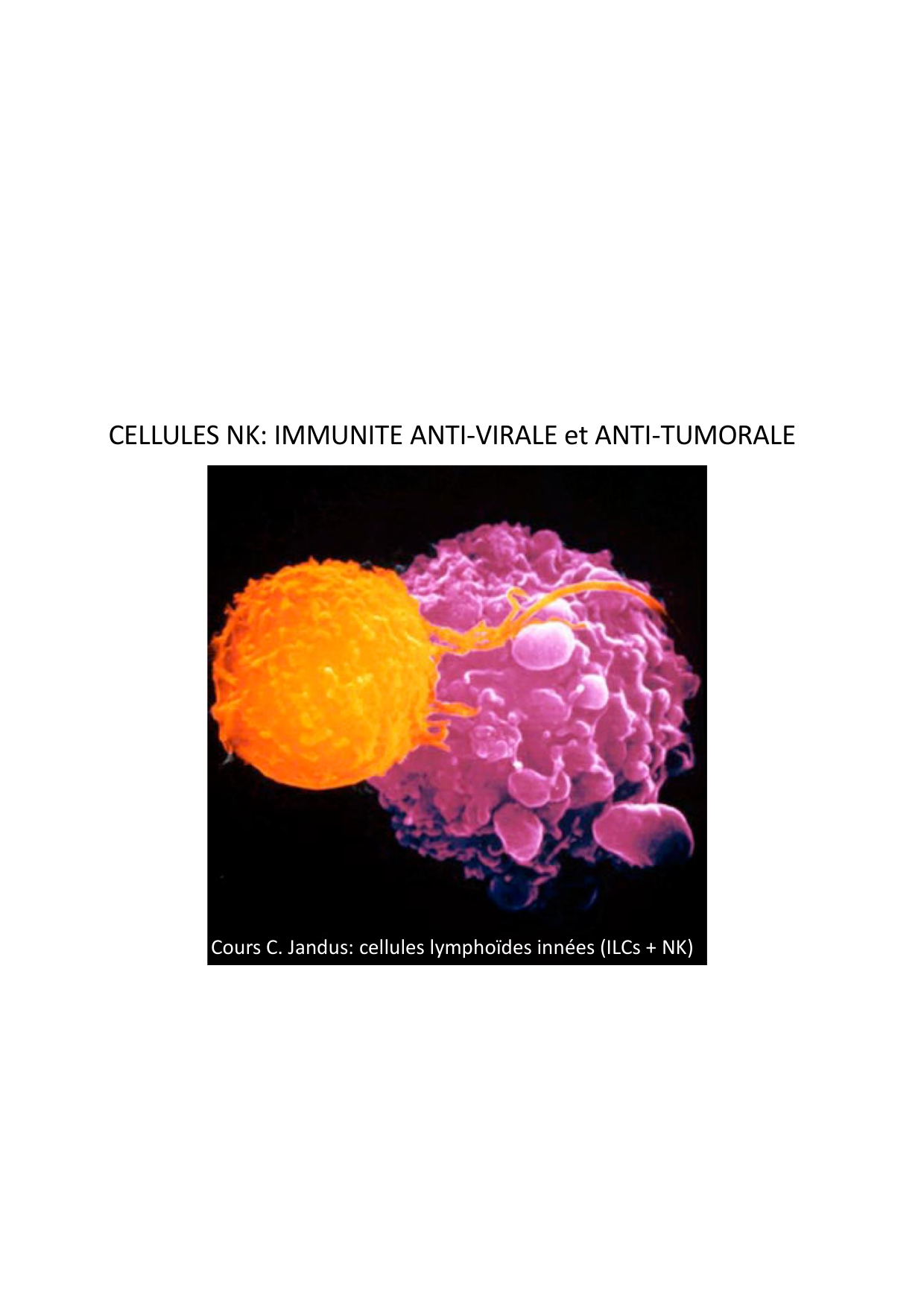 Cours2-ImmuniteInnee2026 page 30