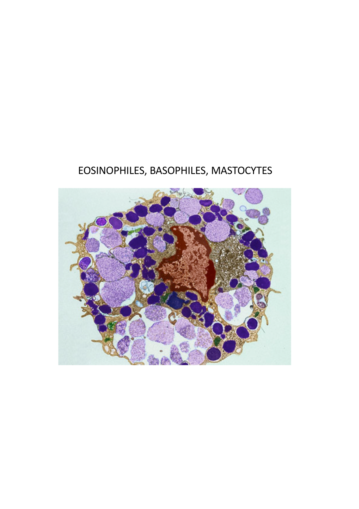 Cours2-ImmuniteInnee2026 page 31