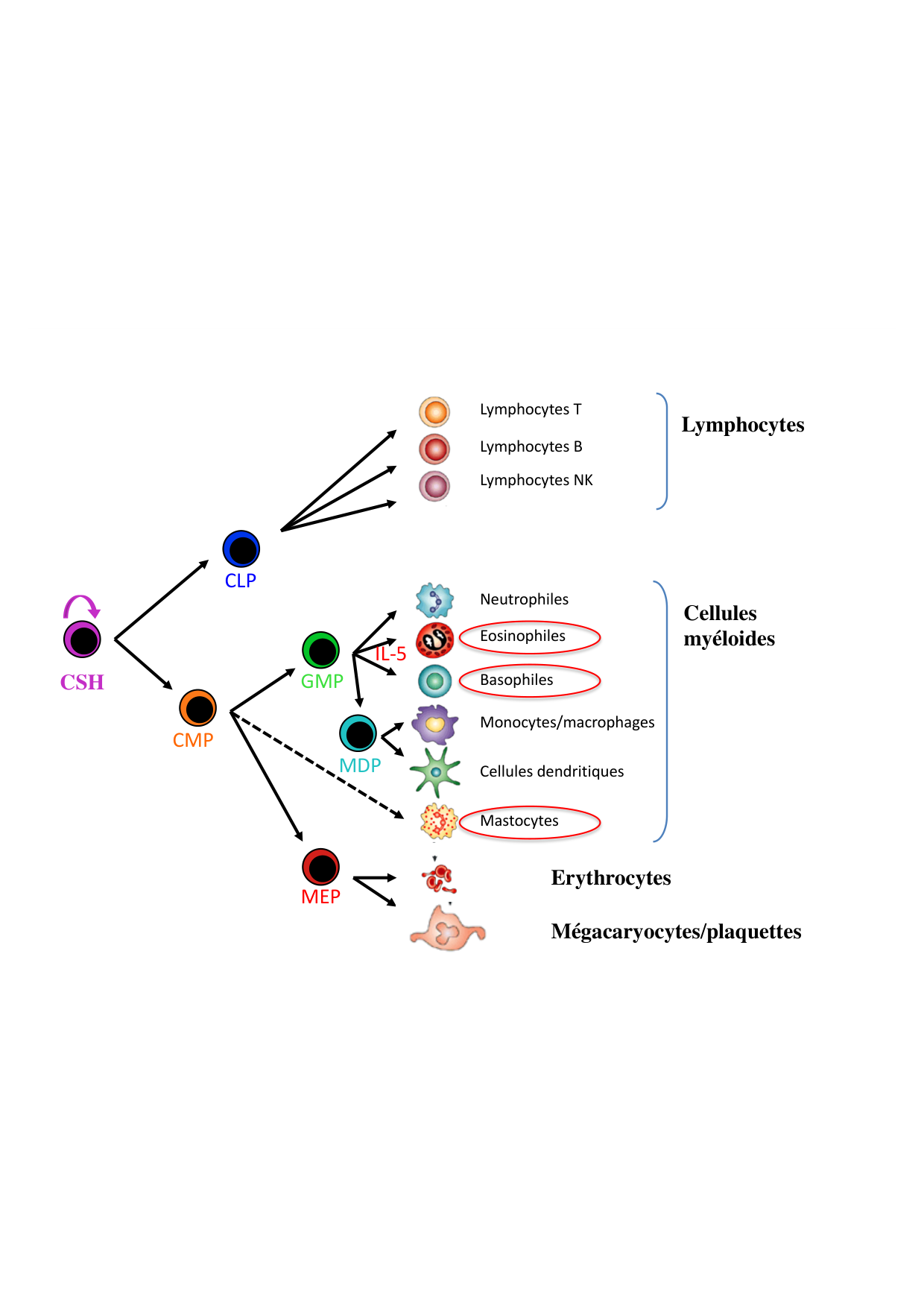 Cours2-ImmuniteInnee2026 page 32
