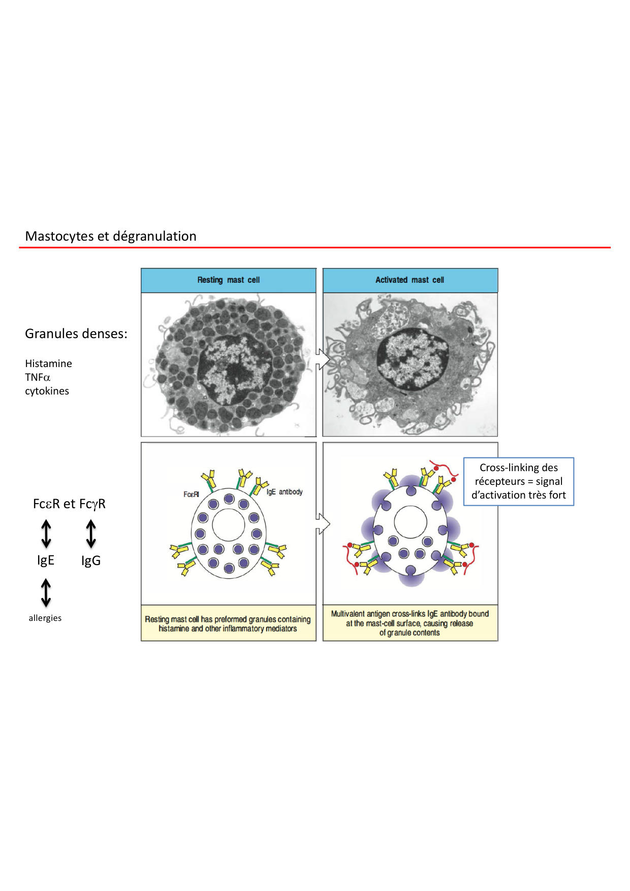 Cours2-ImmuniteInnee2026 page 33
