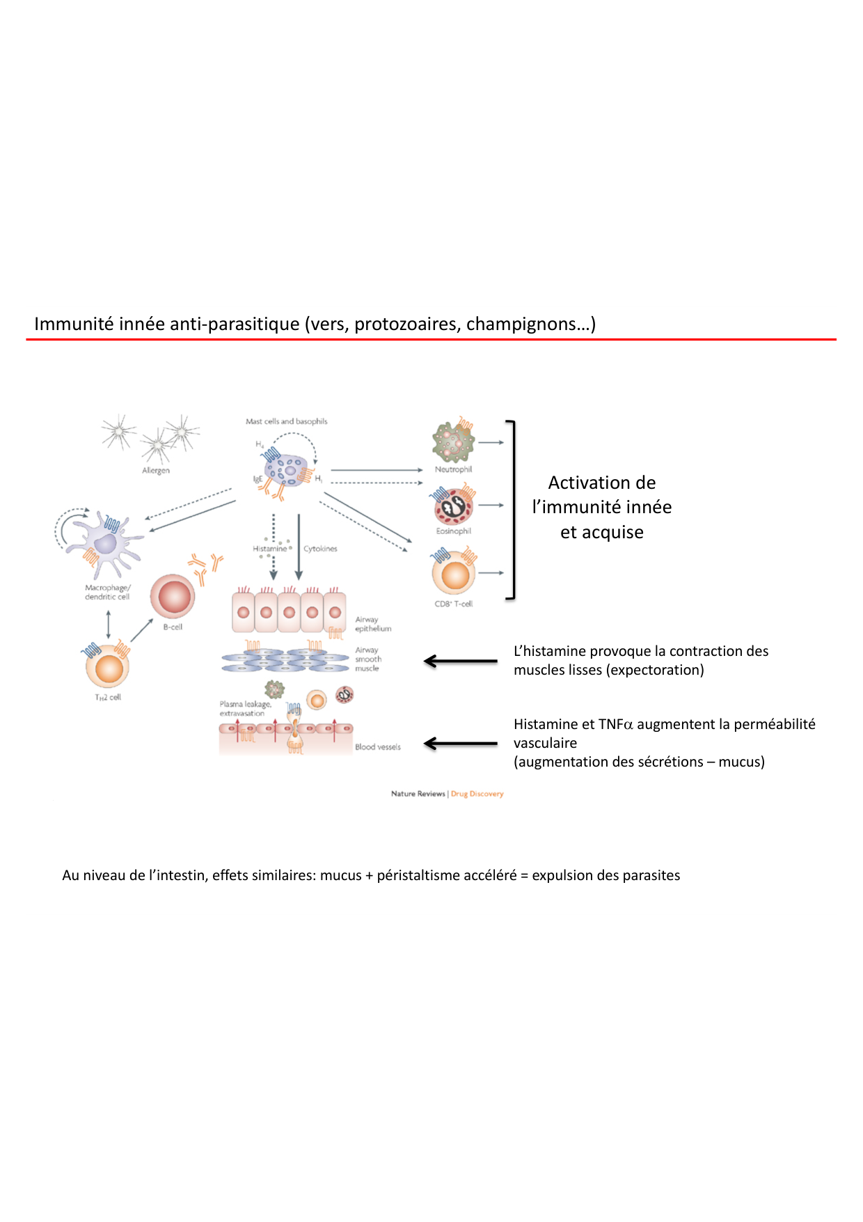 Cours2-ImmuniteInnee2026 page 34