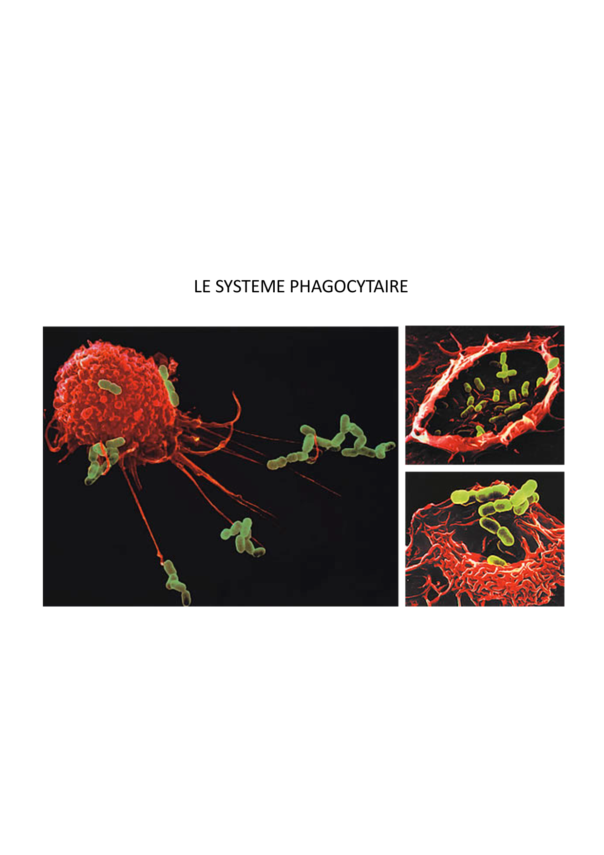 Cours2-ImmuniteInnee2026 page 35