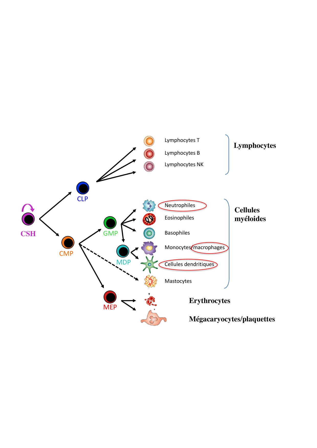 Cours2-ImmuniteInnee2026 page 36