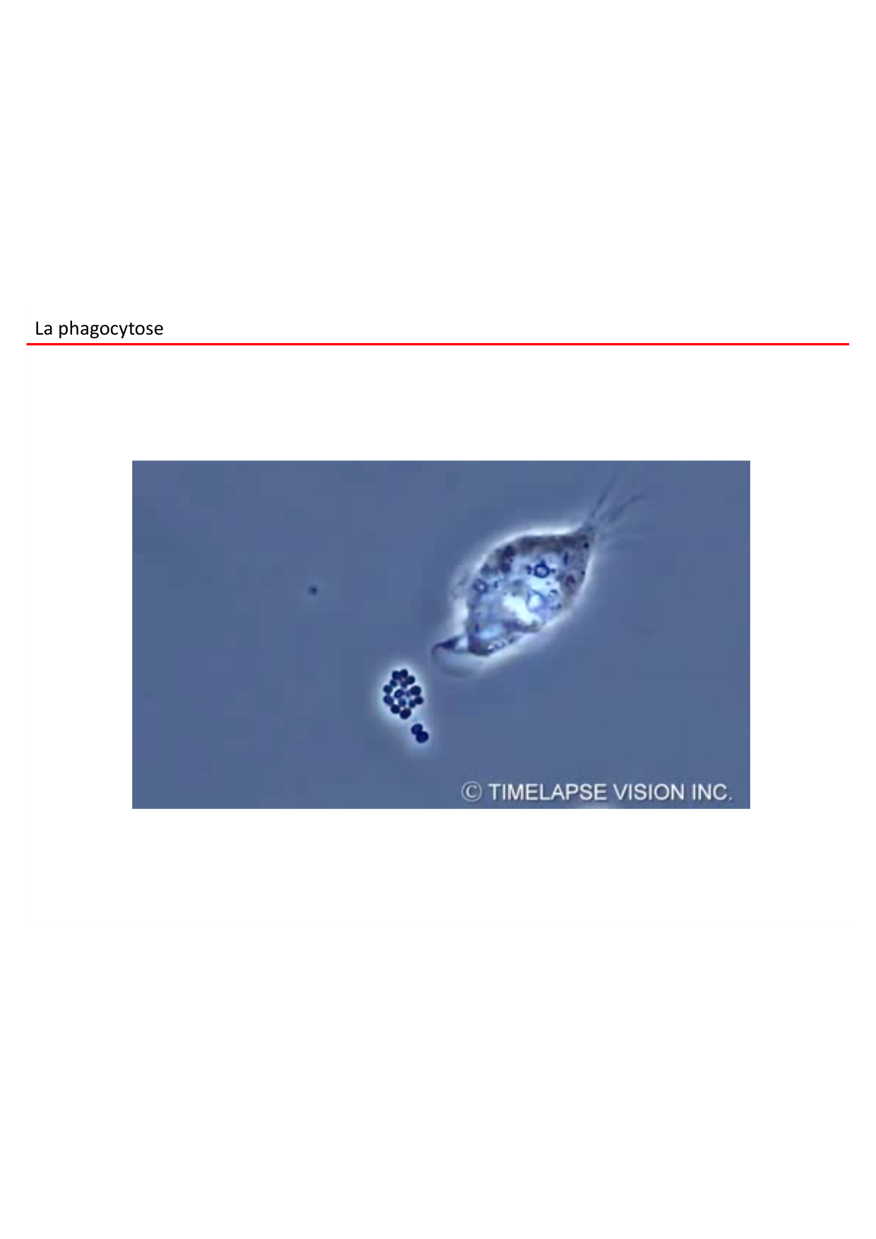 Cours2-ImmuniteInnee2026 page 38