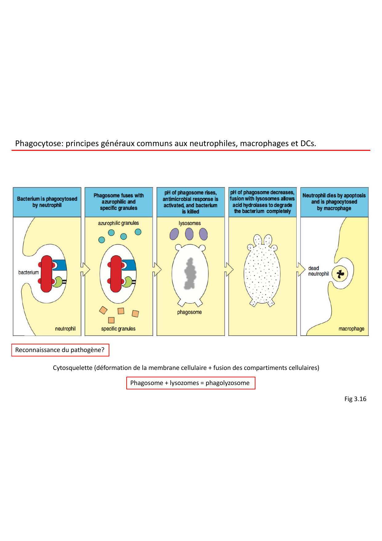 Cours2-ImmuniteInnee2026 page 39
