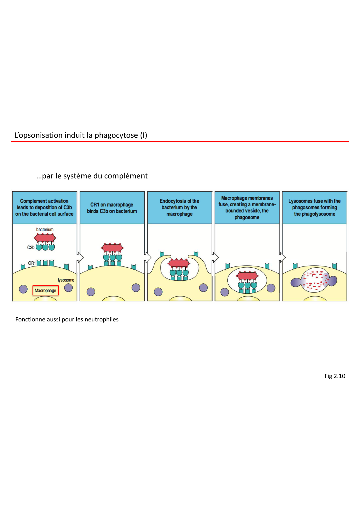 Cours2-ImmuniteInnee2026 page 40