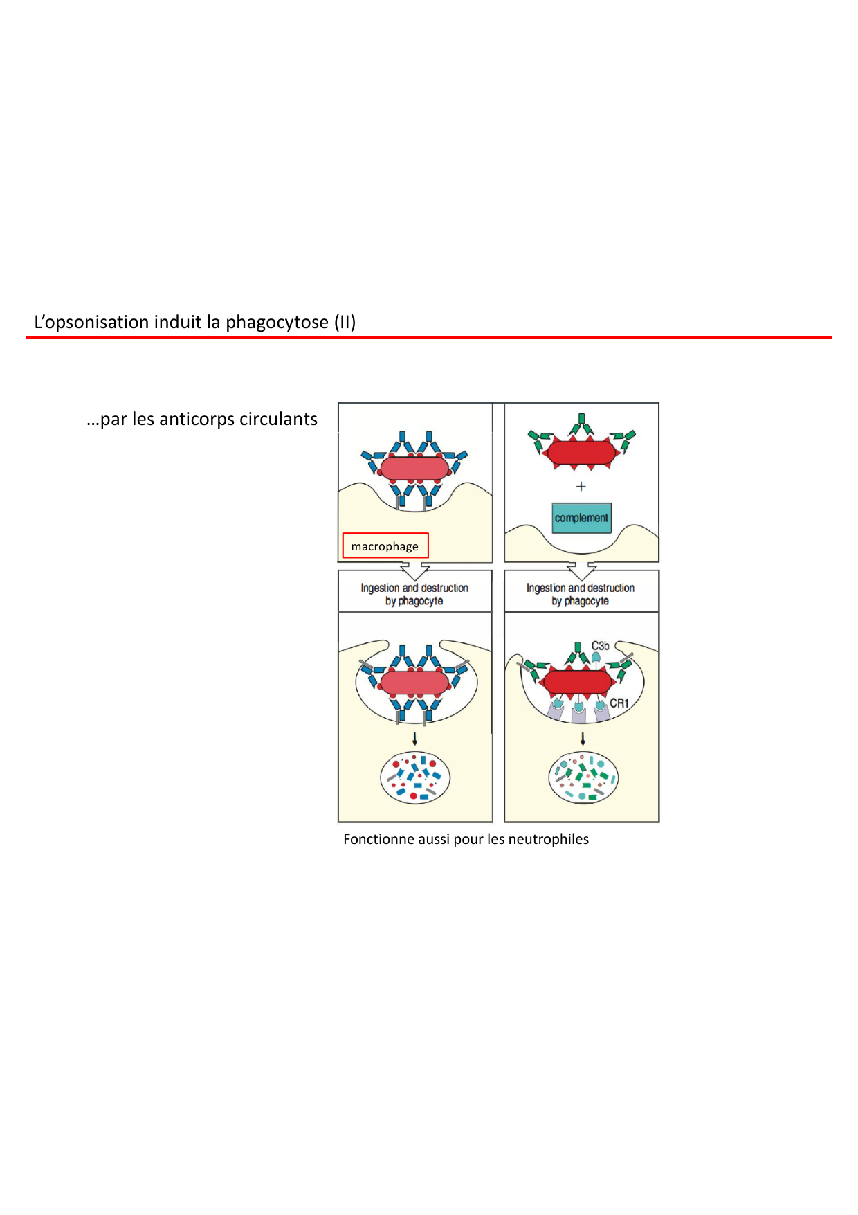 Cours2-ImmuniteInnee2026 page 41
