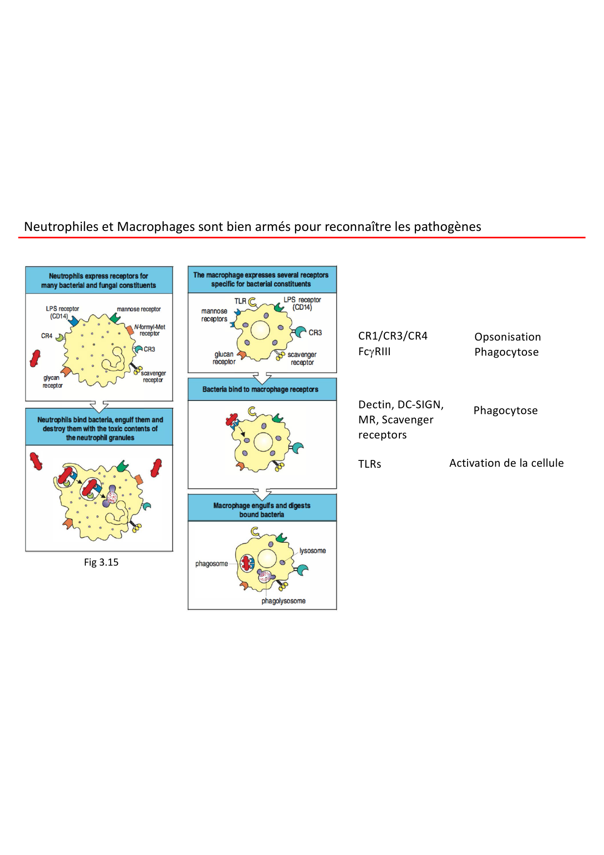 Cours2-ImmuniteInnee2026 page 42