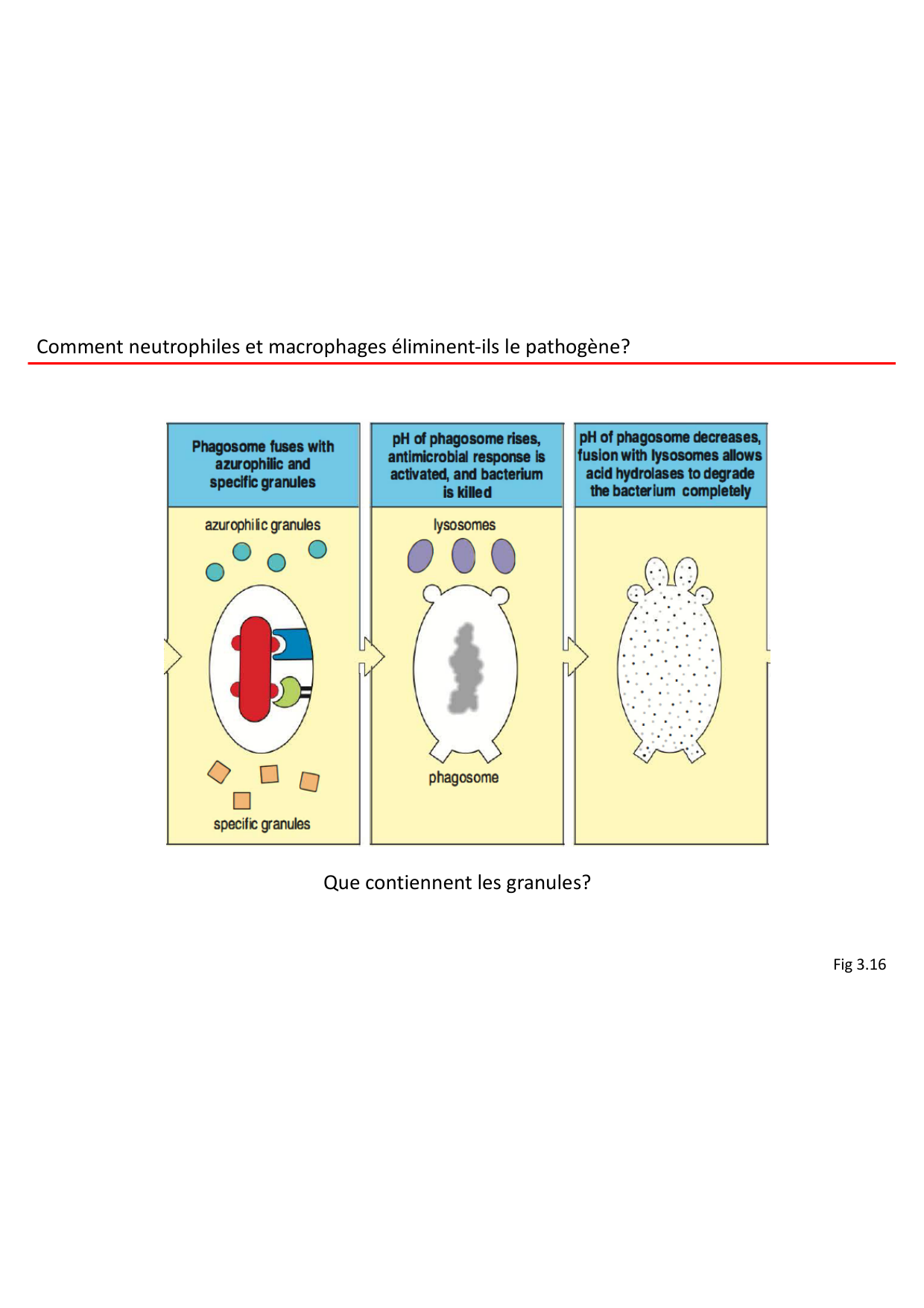 Cours2-ImmuniteInnee2026 page 43