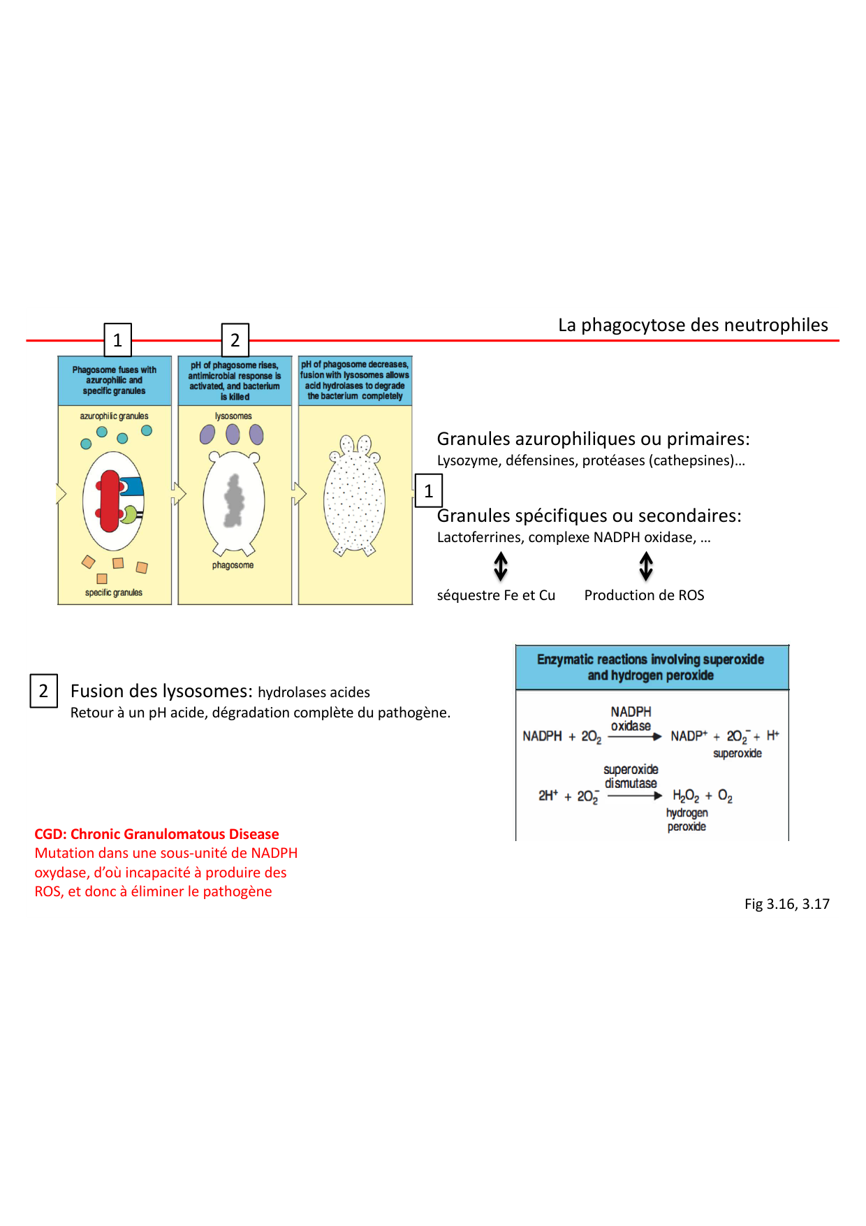 Cours2-ImmuniteInnee2026 page 44
