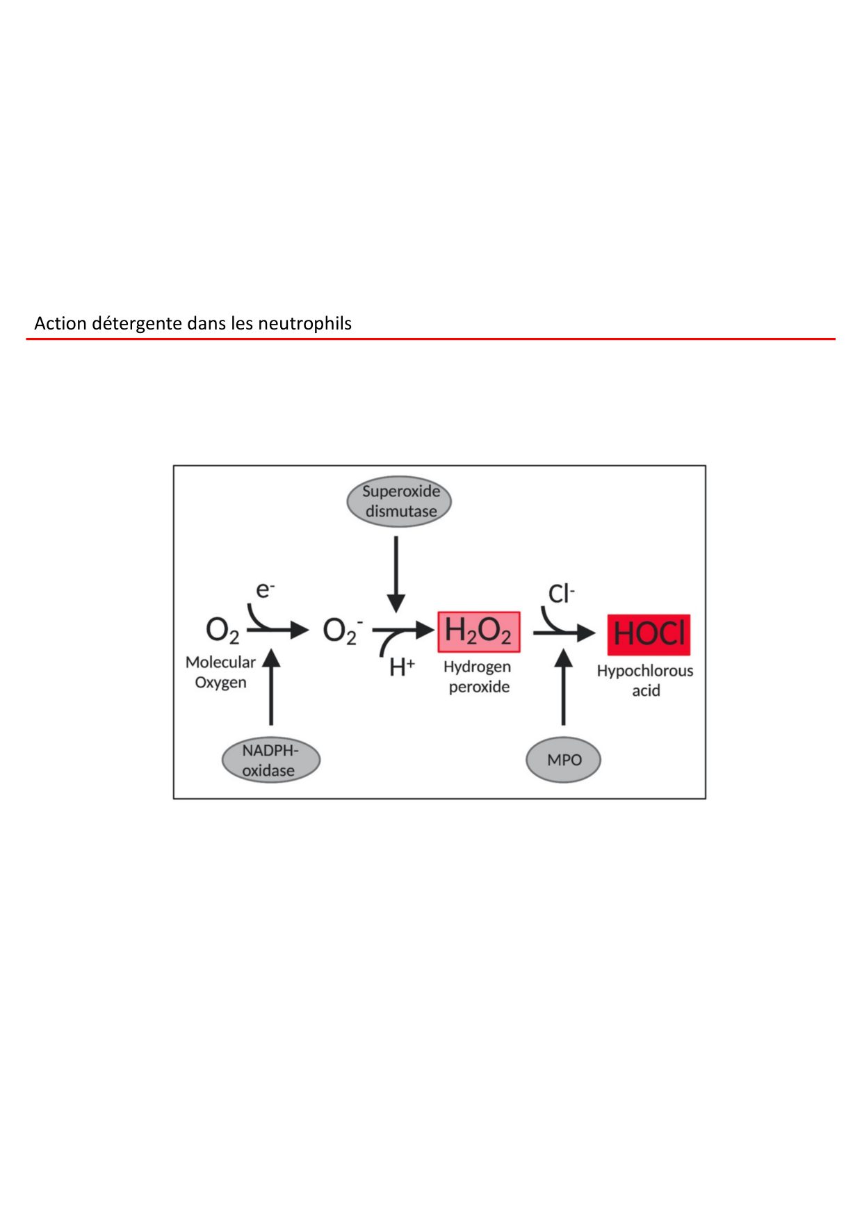 Cours2-ImmuniteInnee2026 page 45