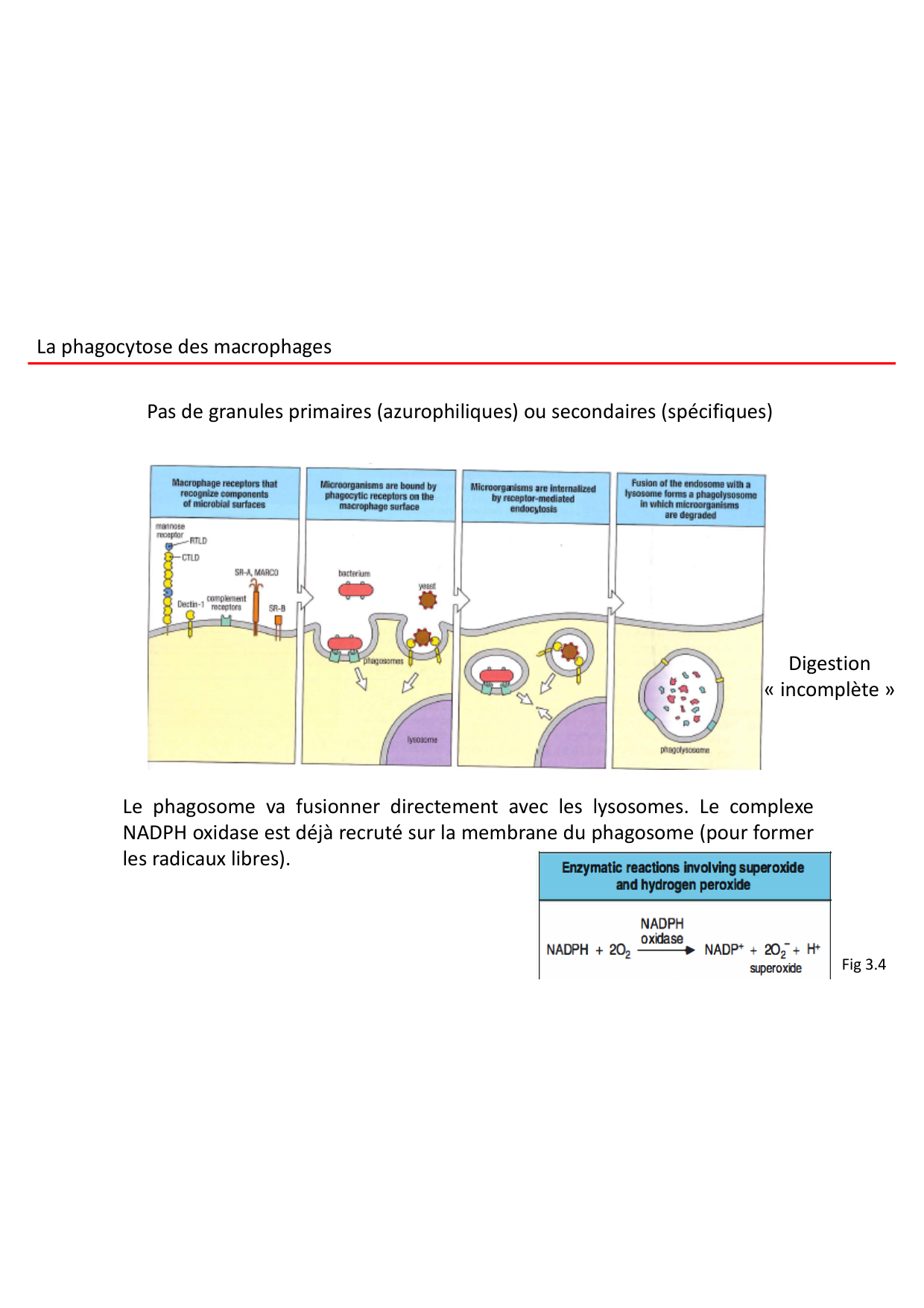 Cours2-ImmuniteInnee2026 page 46
