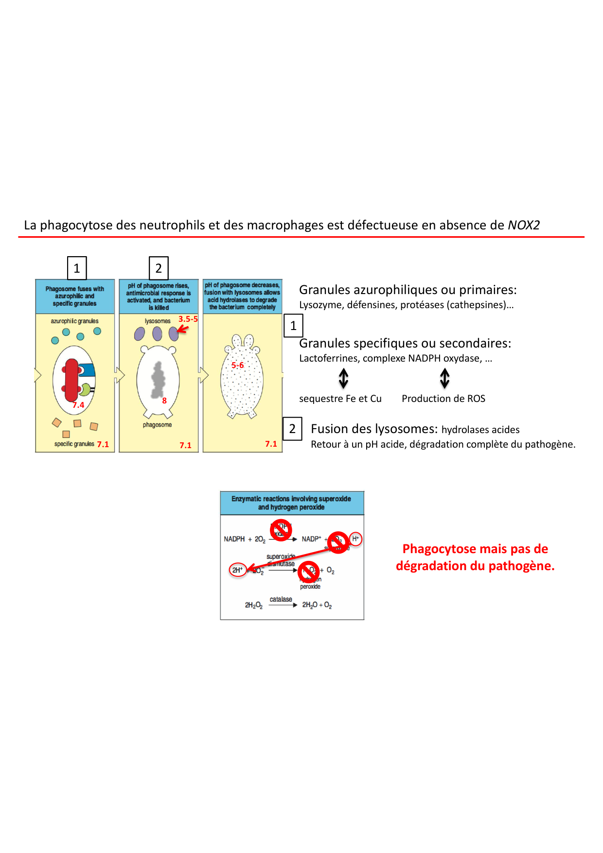Cours2-ImmuniteInnee2026 page 47