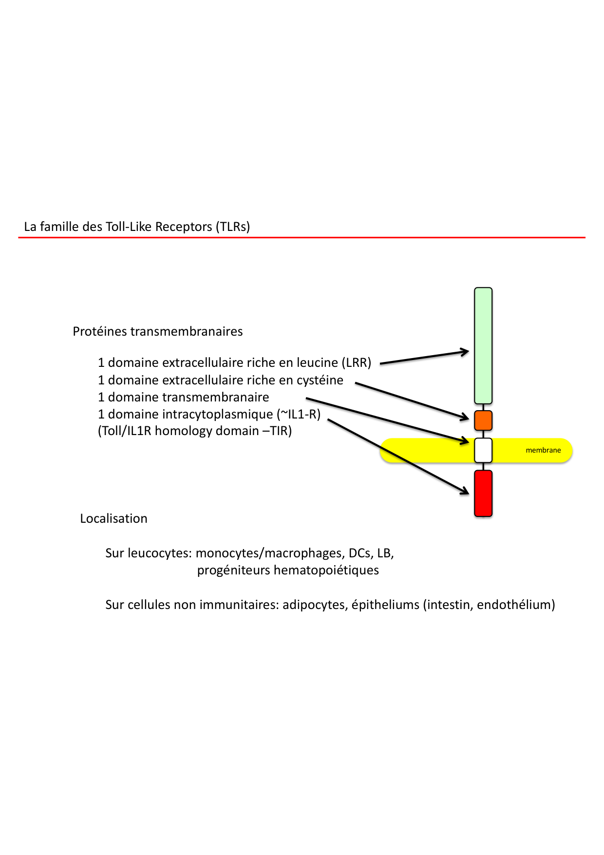 Cours2-ImmuniteInnee2026 page 50